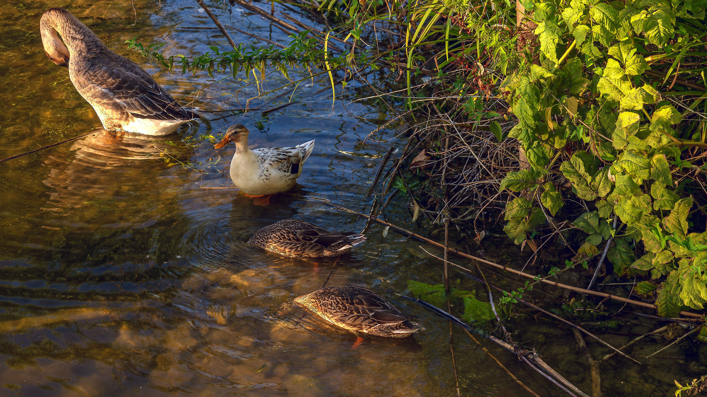 Mallard Females
