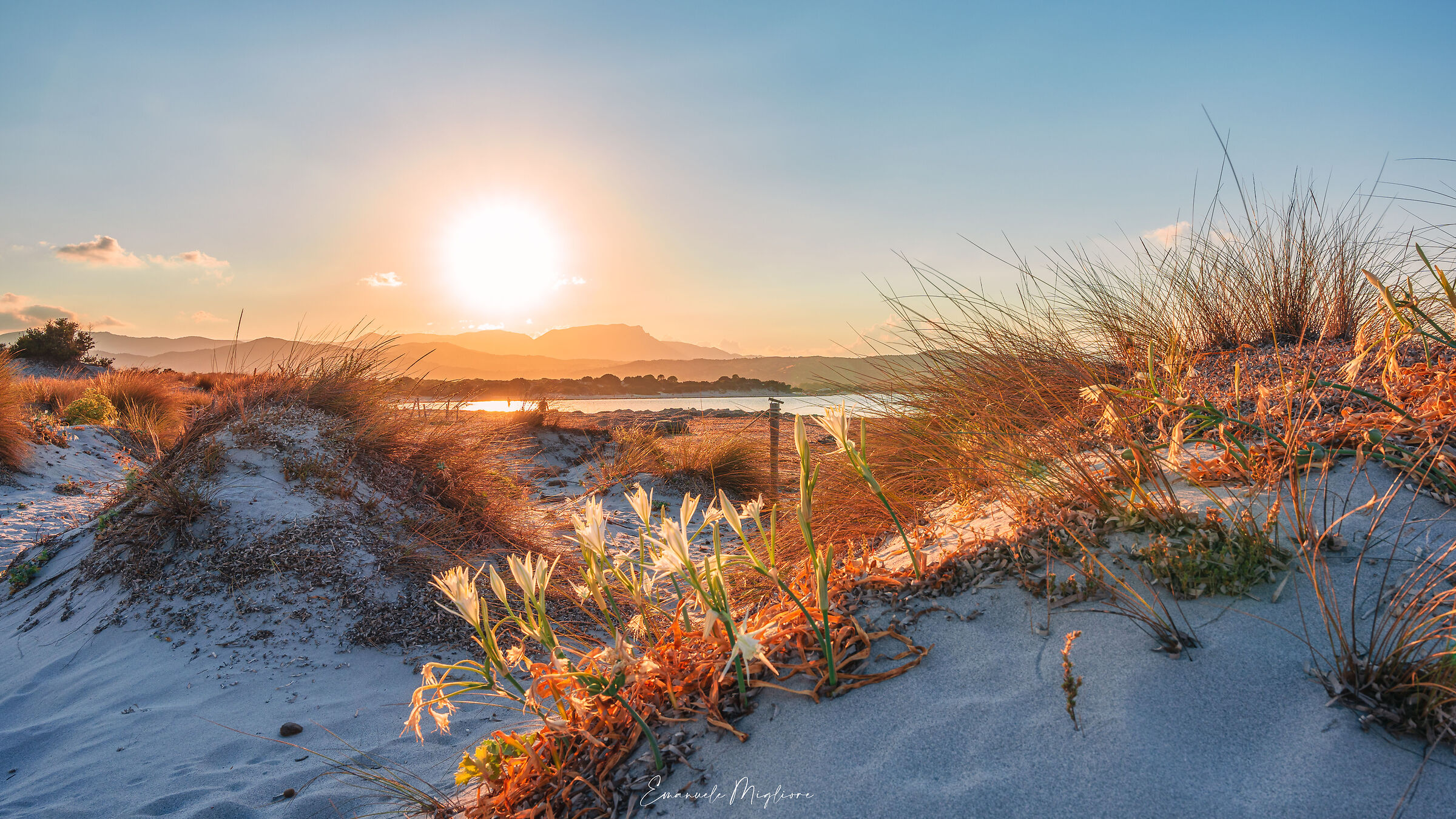 Gigli di mare a Capo Comino