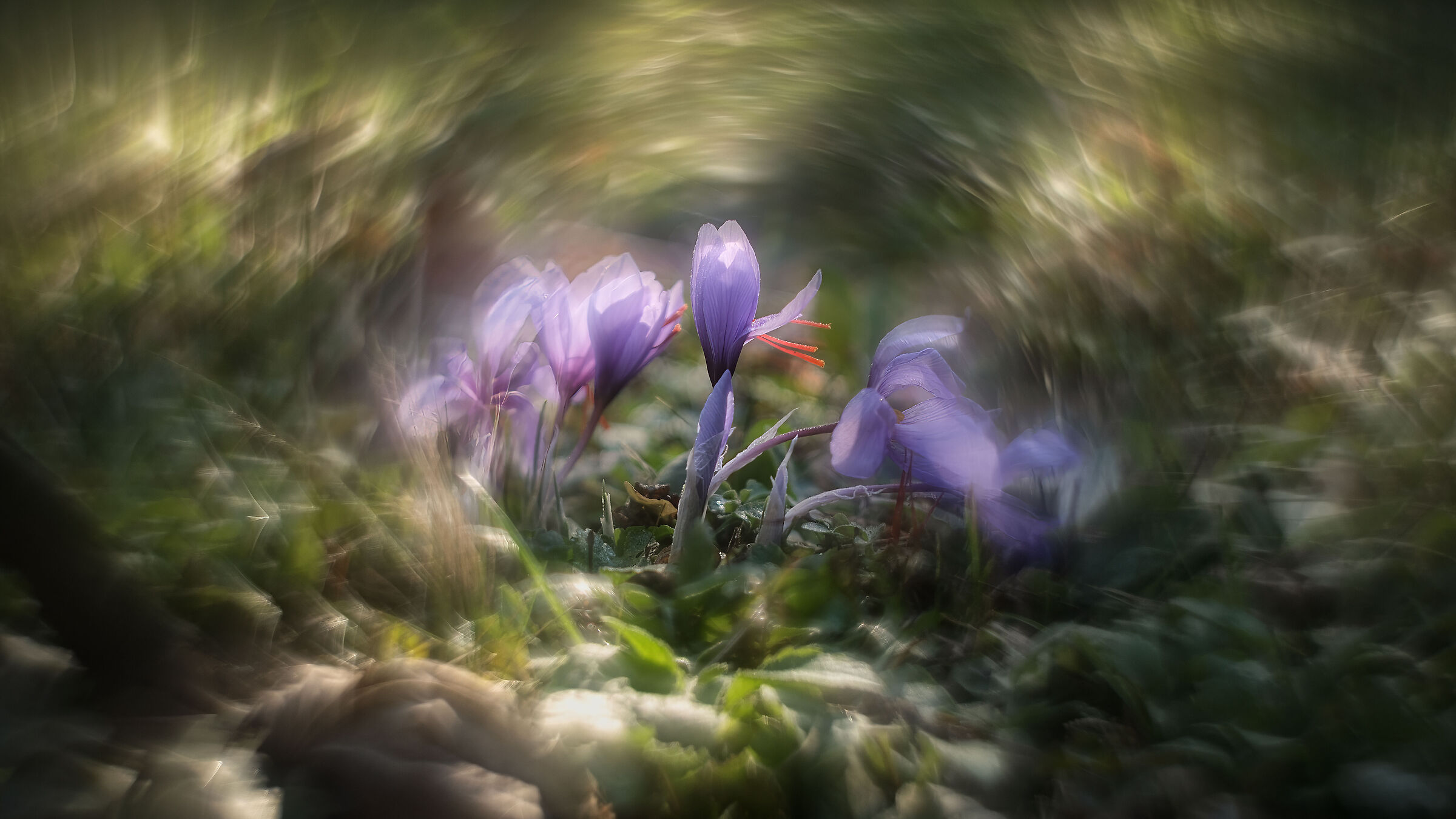Crocus setivus