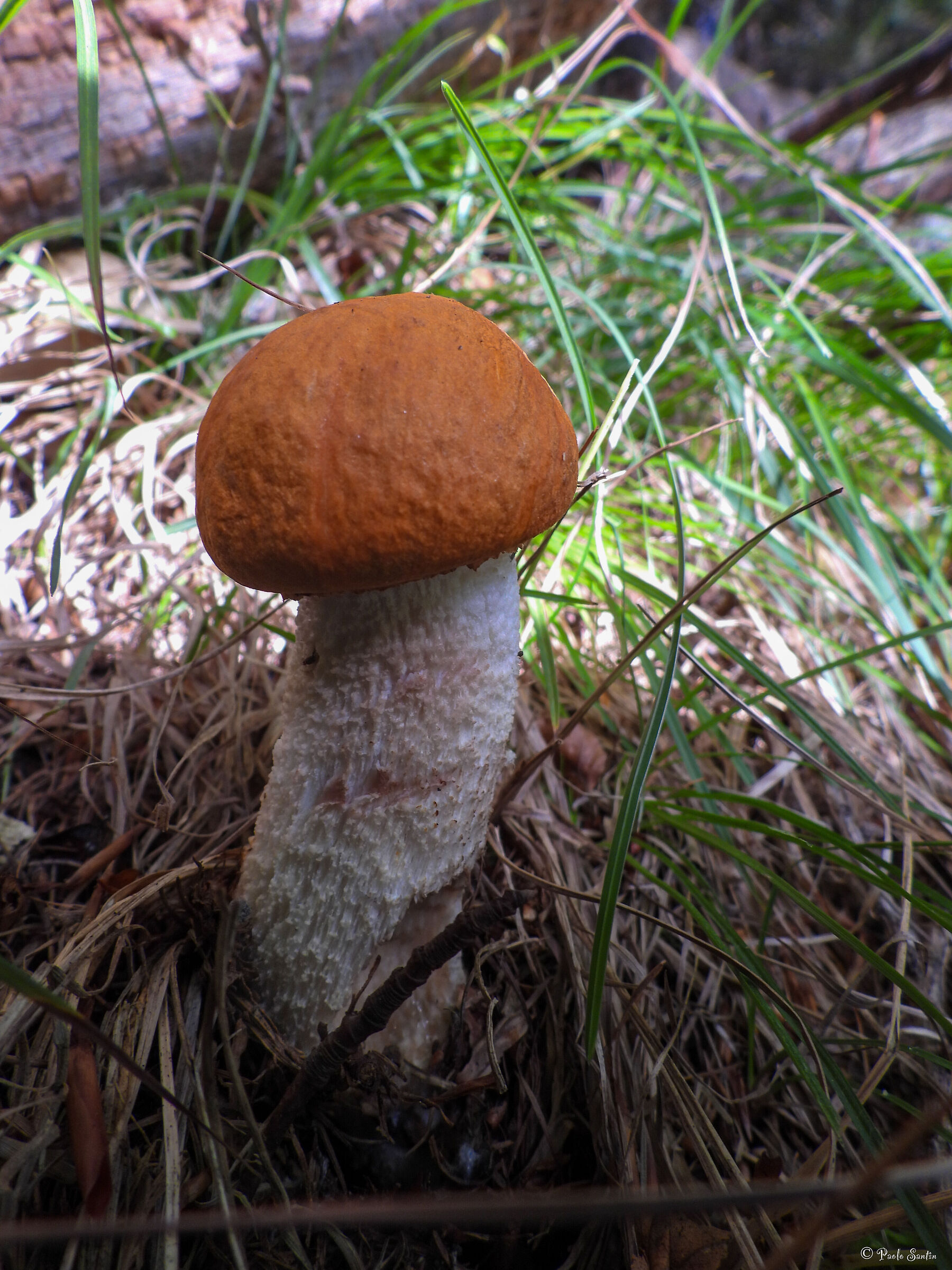 Porcinello rosso (Commestibile)
