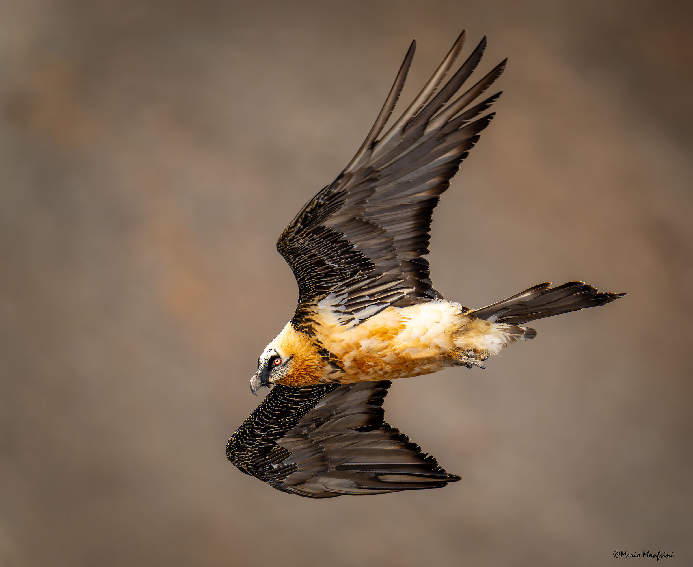 The king of the alpine peaks