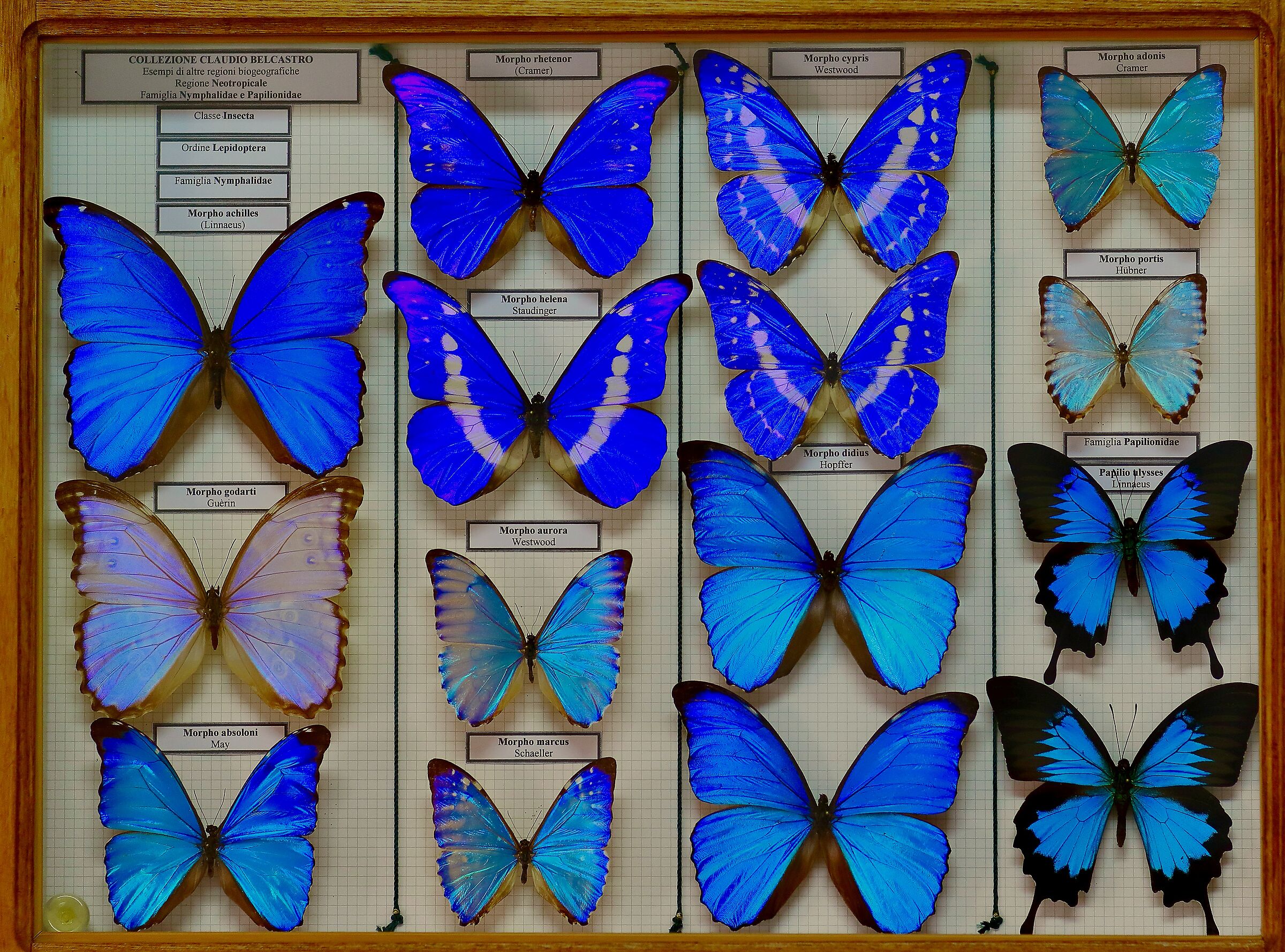 A showcase of the Museum of the Cupone Visitor Center (Sila)