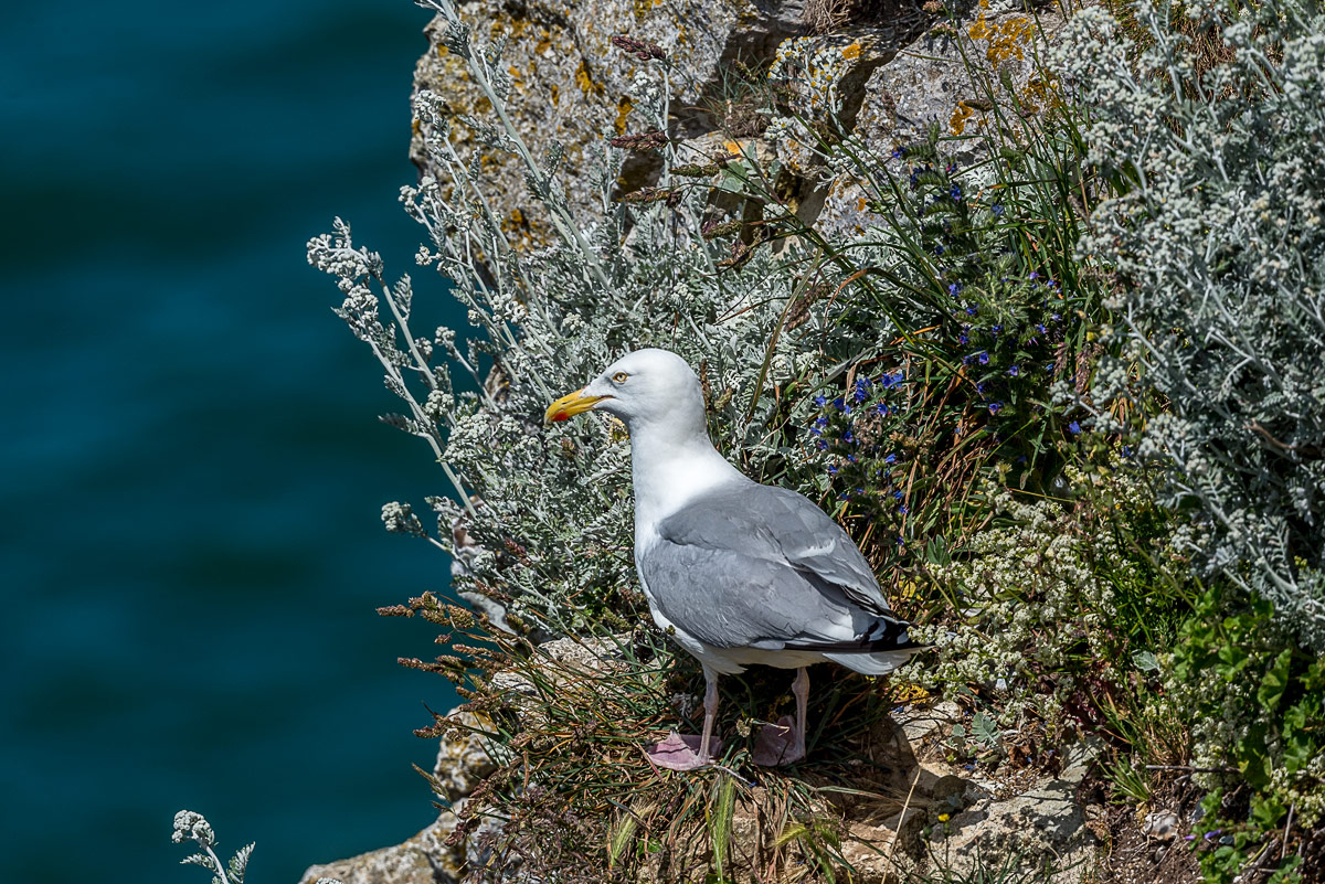 gabbiano su scogliera