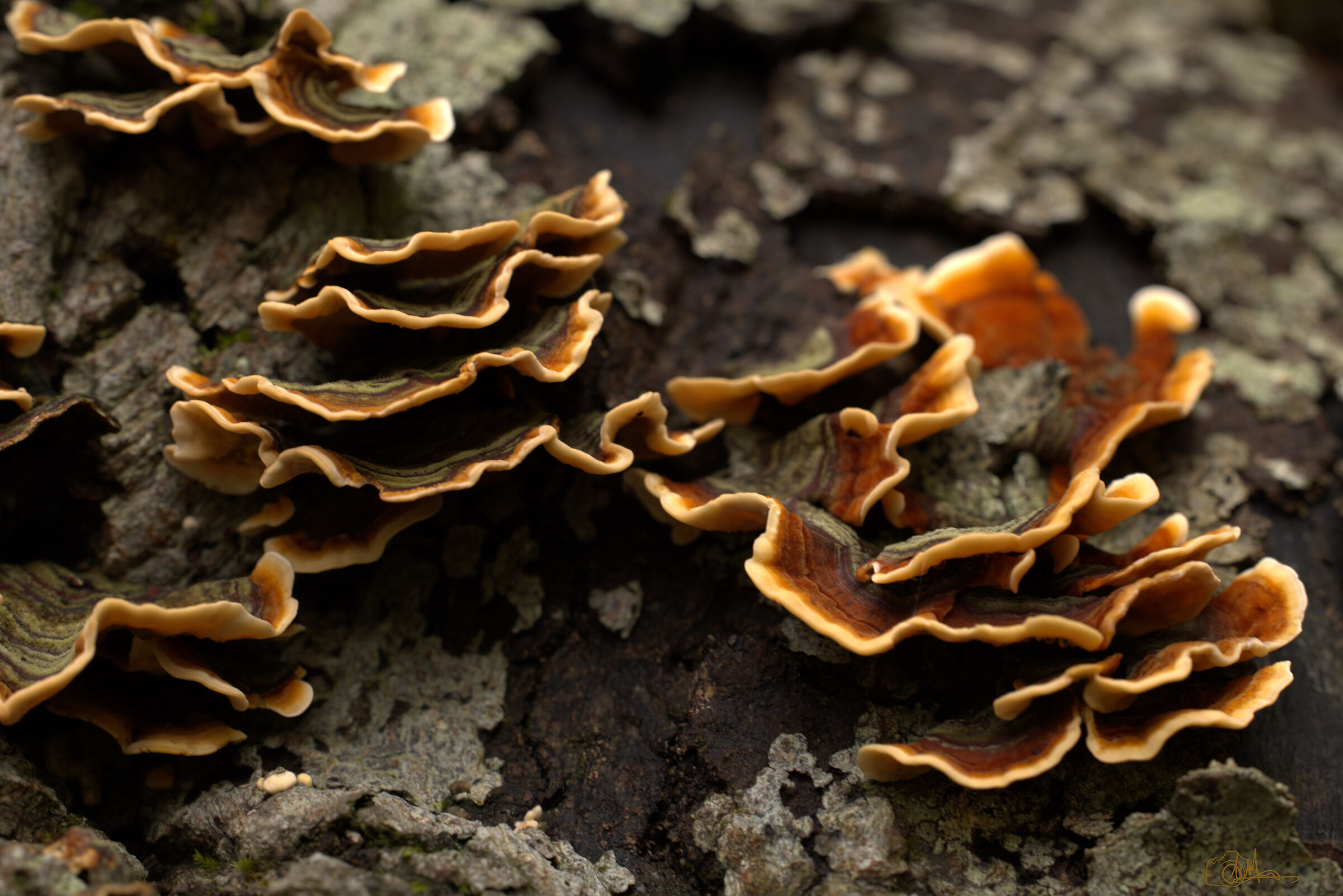 Laetiporus
