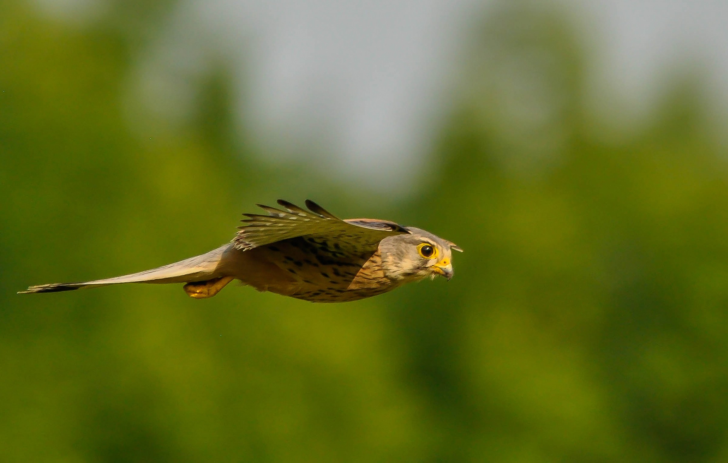 L'occhio vispo del Gheppio