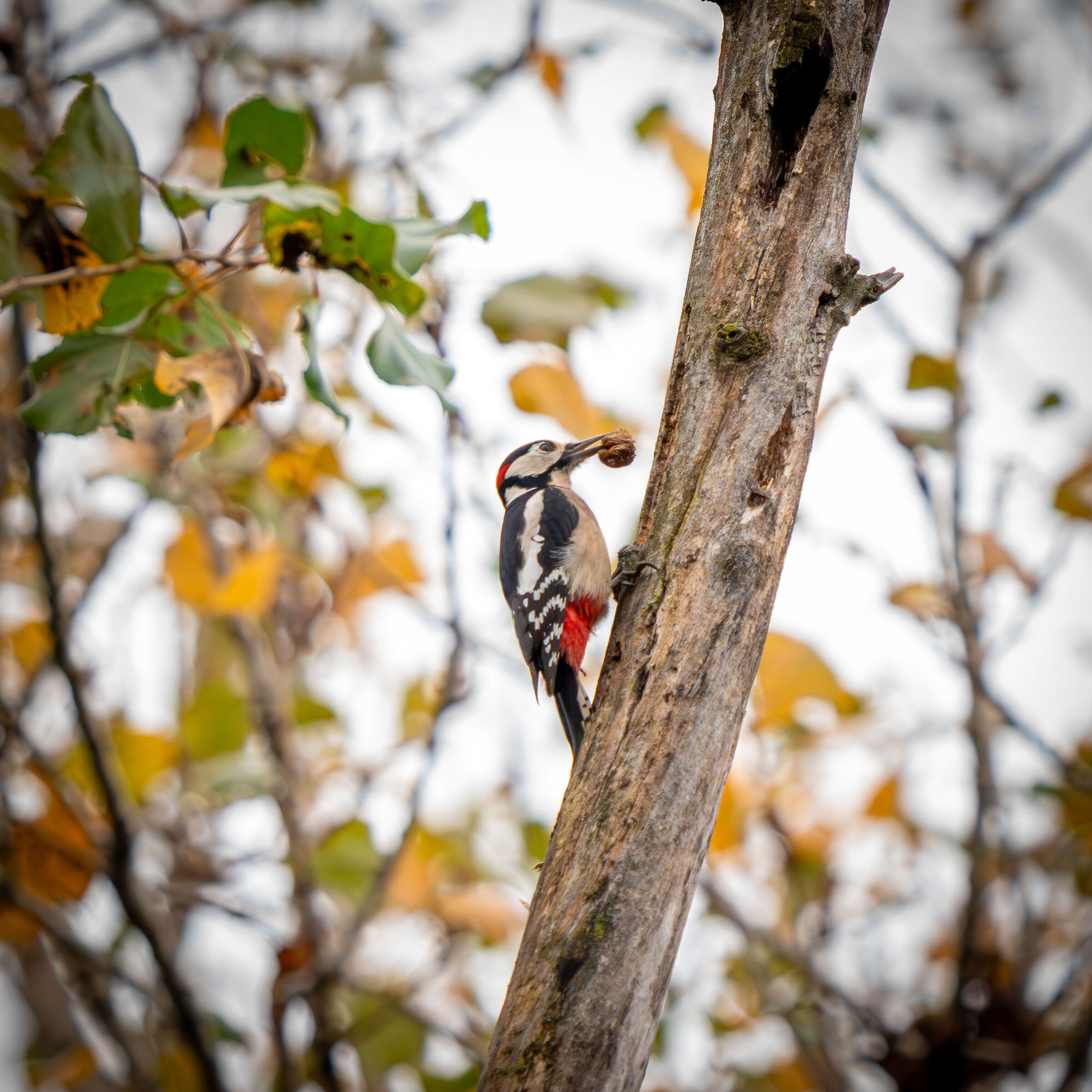 Great spotted woodpecker