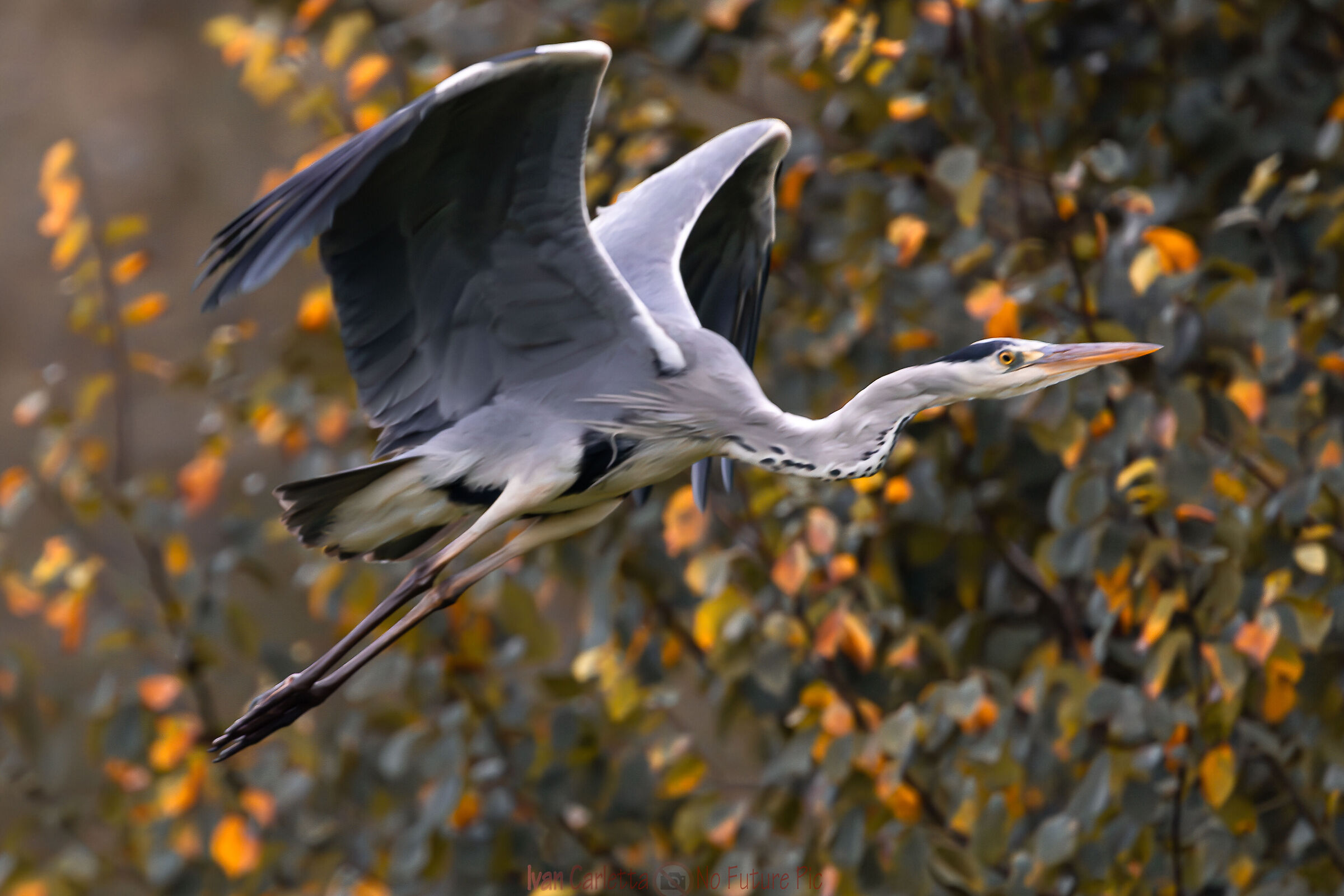 l'airone e l'autunno
