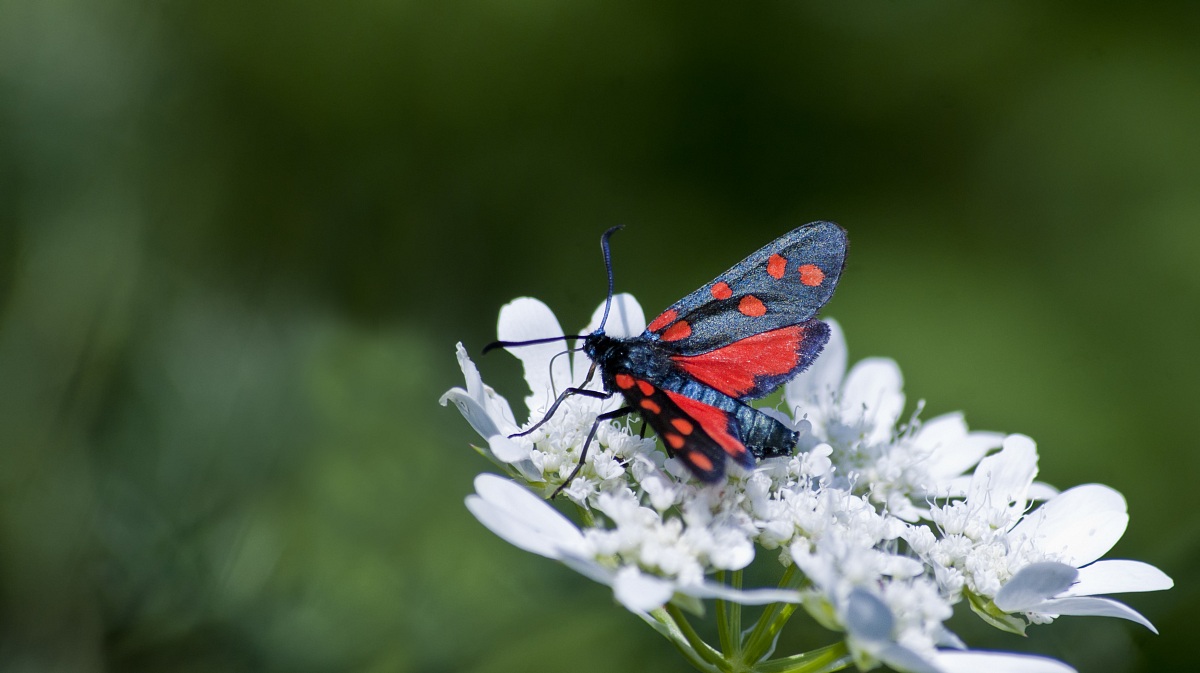 apaprizione in rosso