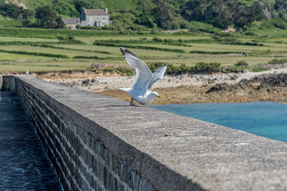 Gabbiano al porto di Goury