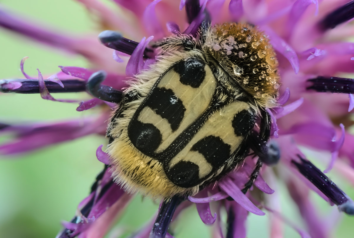Stacking di uno sconosciuto...chi e' il timidone???