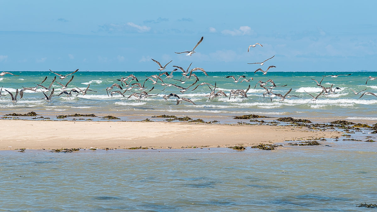 Gabbiani sulla spiaggia di Gefosses - Normandia