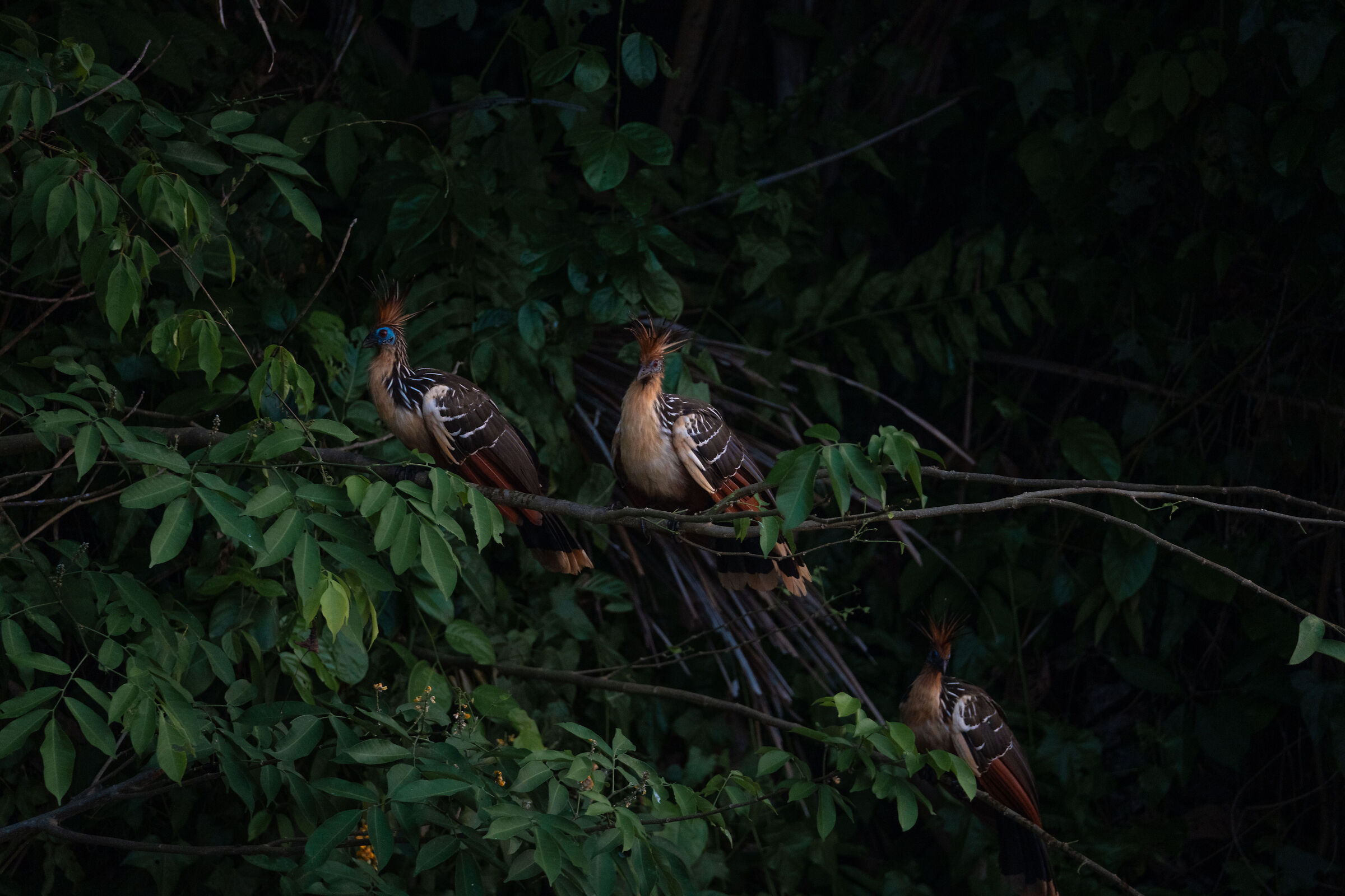 Le tre civette sul comò?