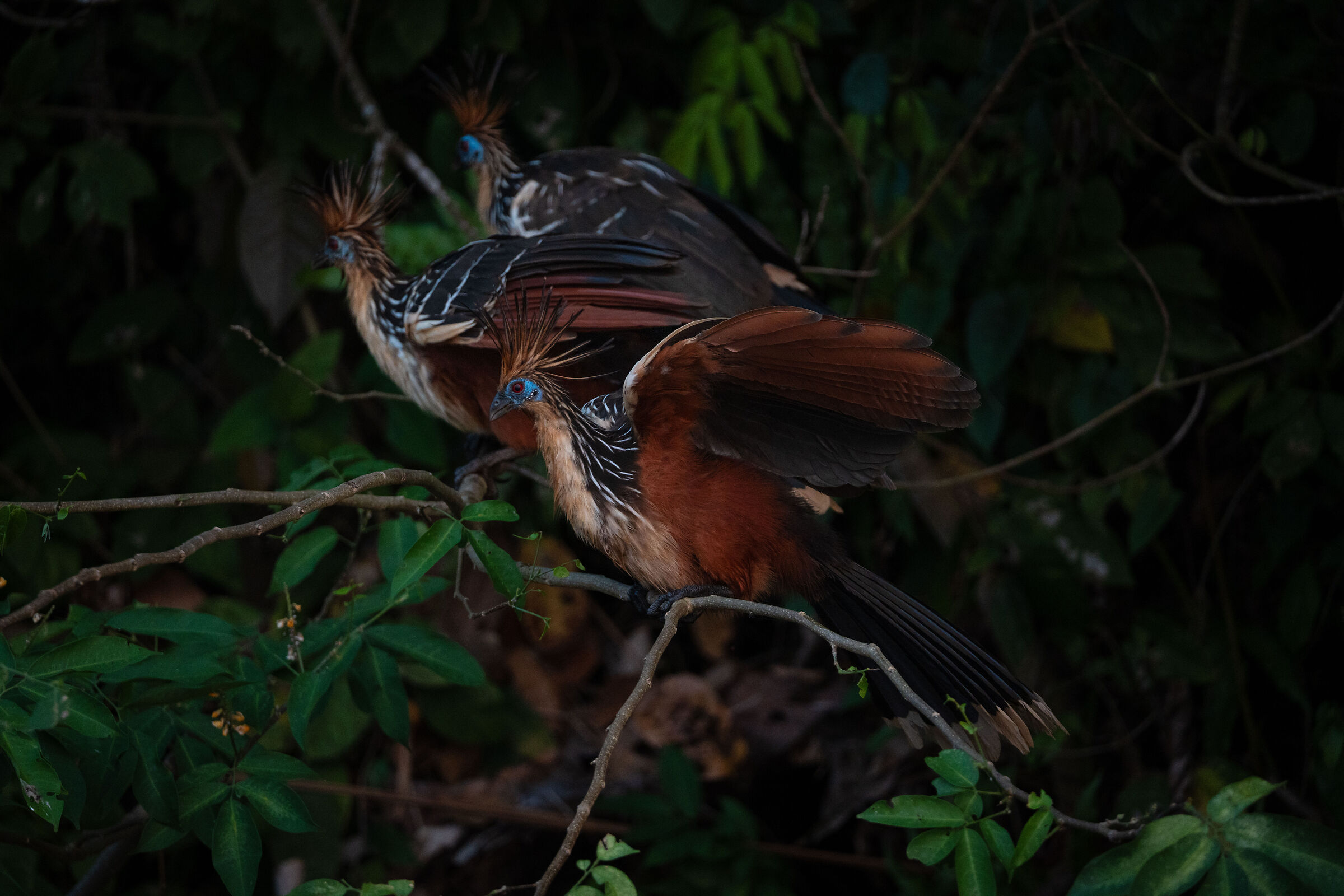 Le tre civette sul comò?
