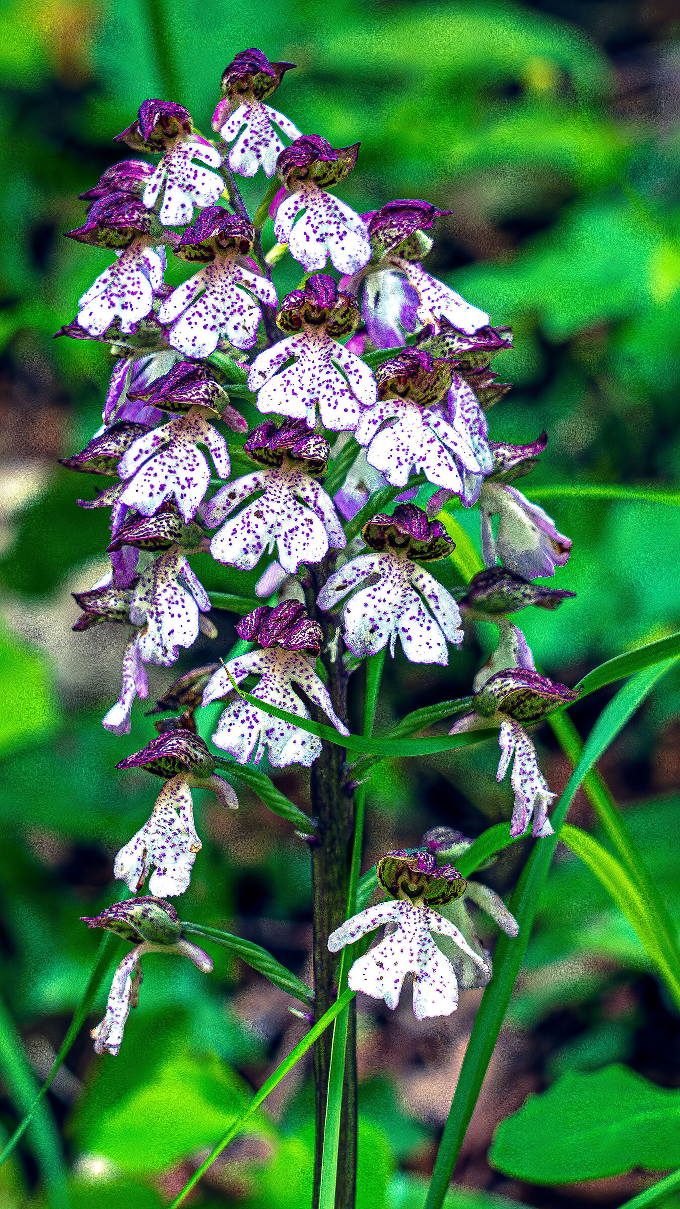 Orchid