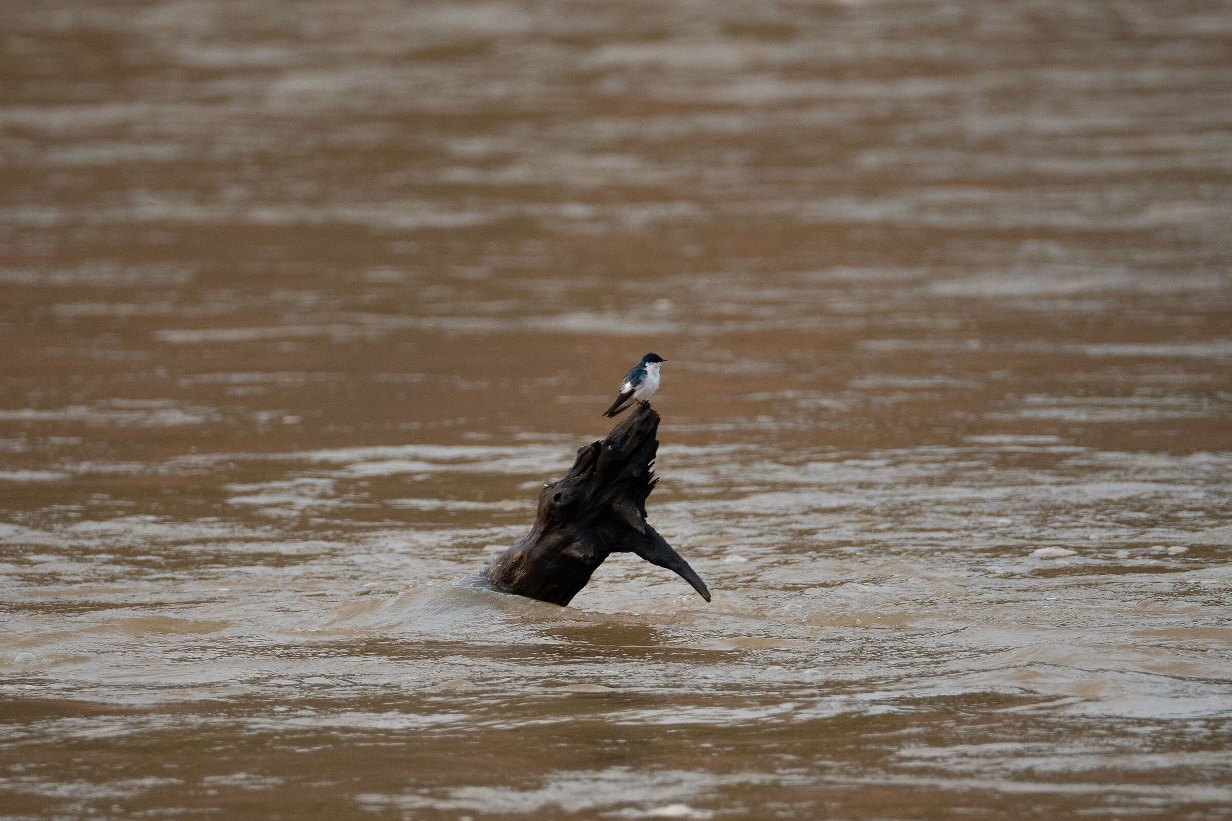In lotta con la corrente