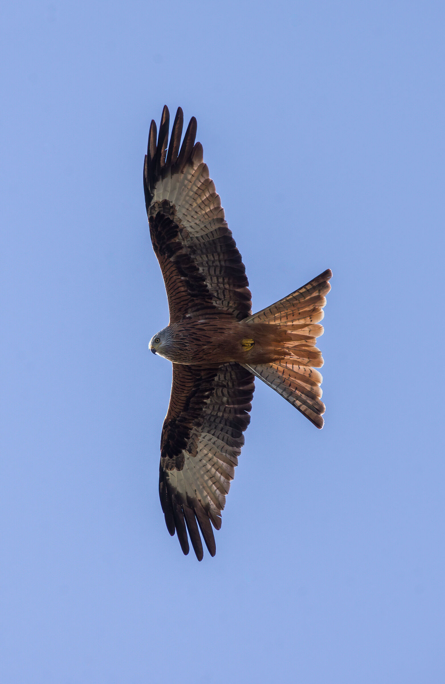 Nibbio Reale in volo