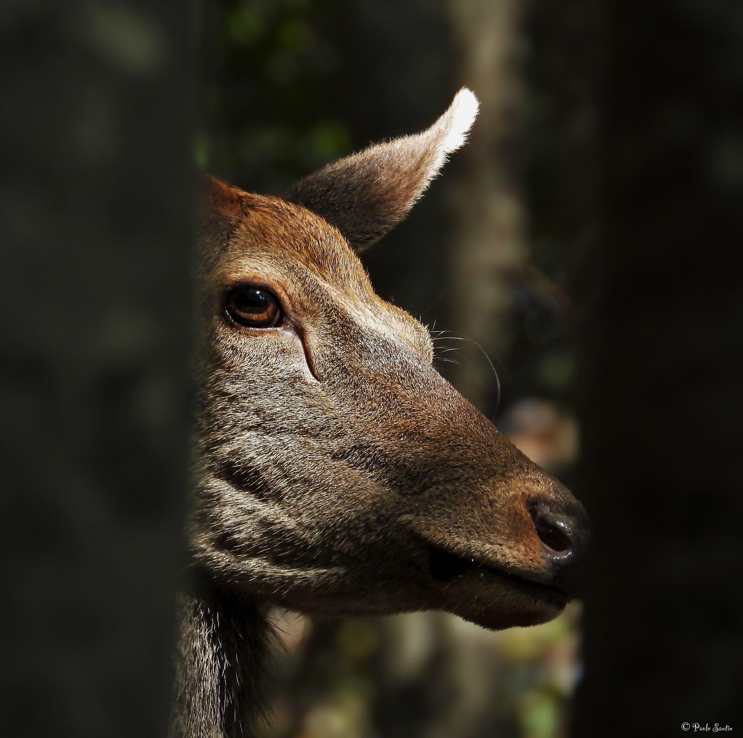 Many eyes in the woods scrutinize us