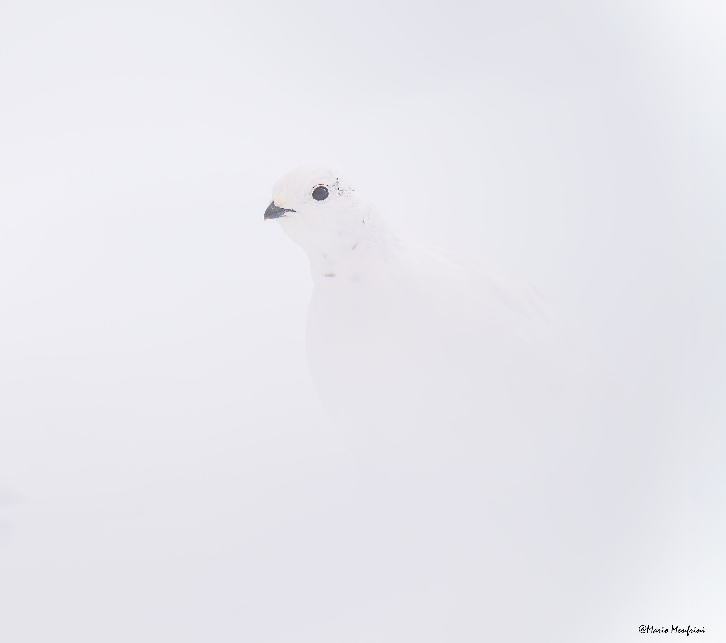 master of camouflage