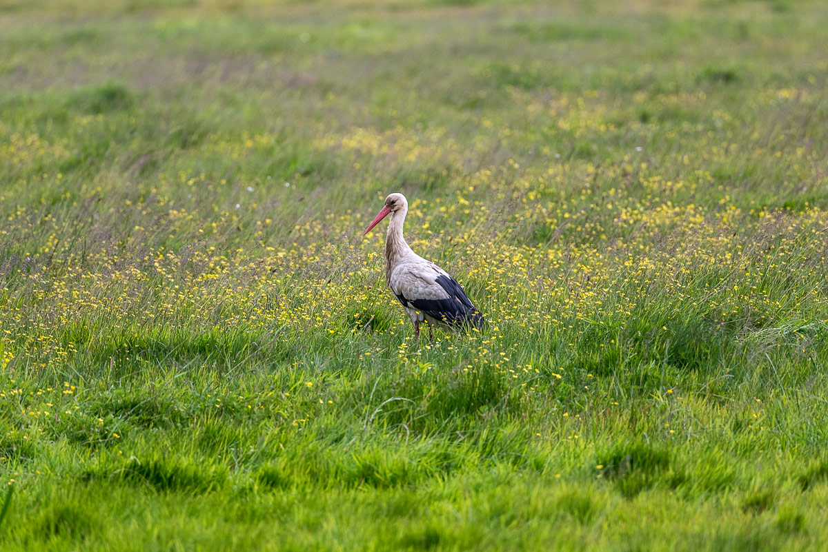 cicogna nella campagna normanna