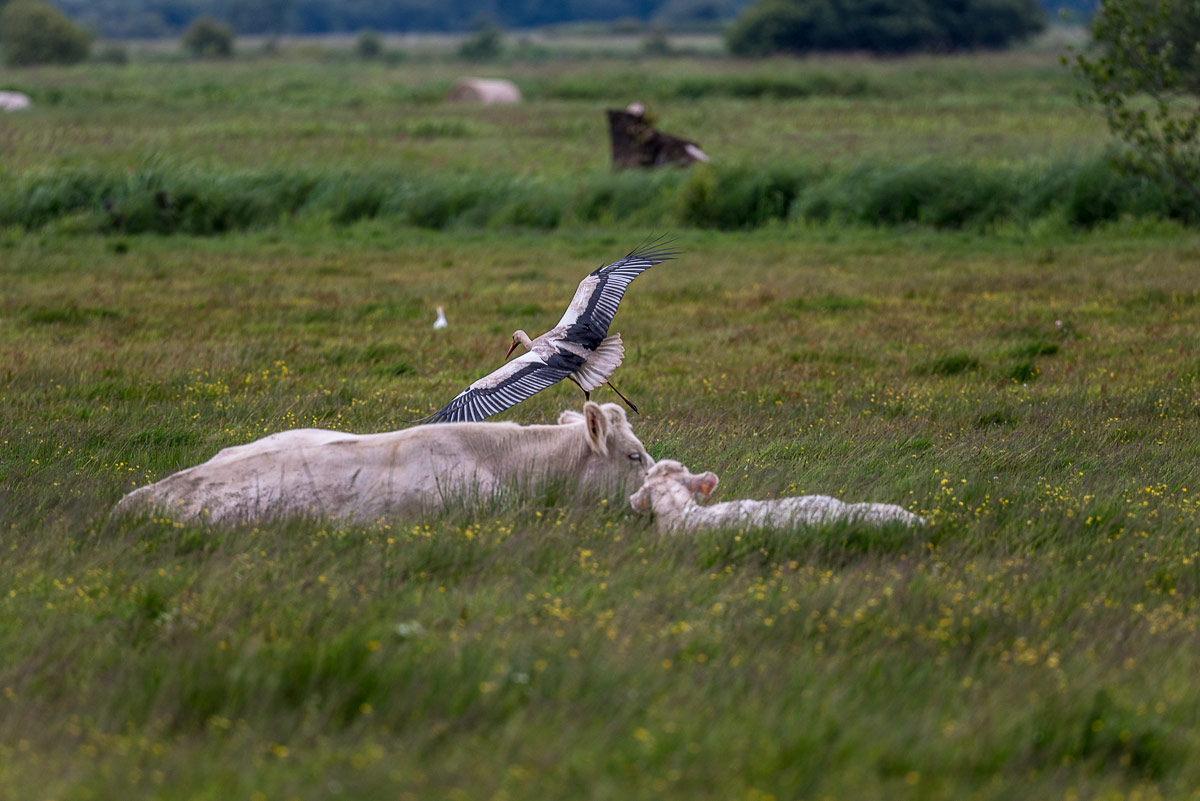 "vengo a farvi compagnia"