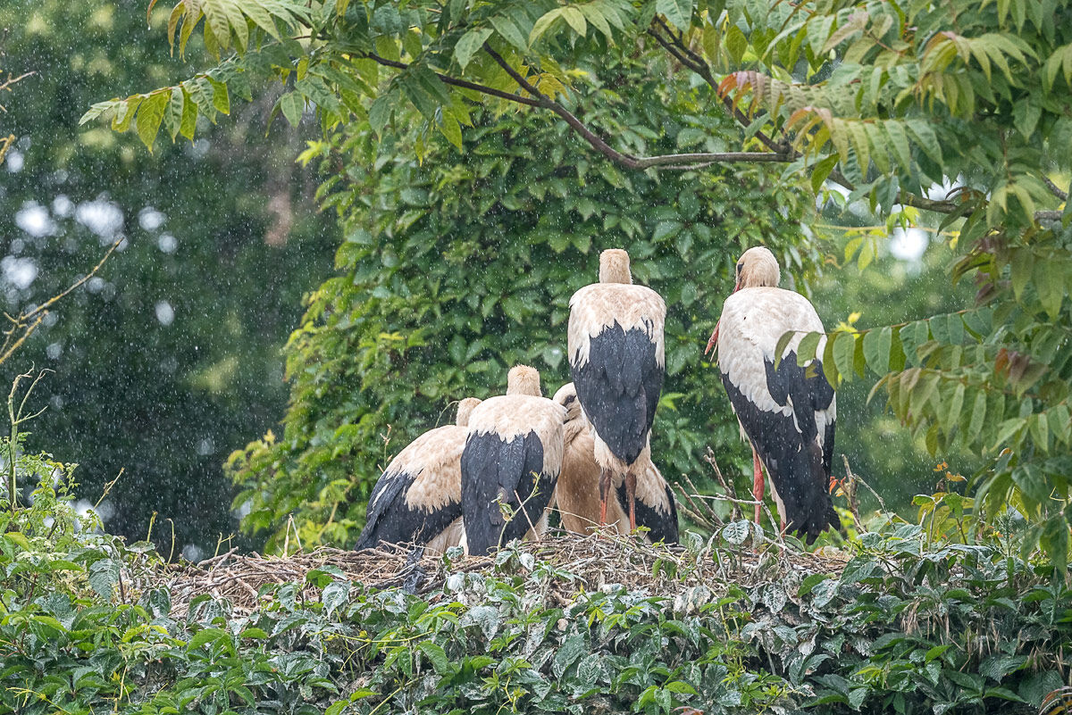cicogne sotto la pioggia