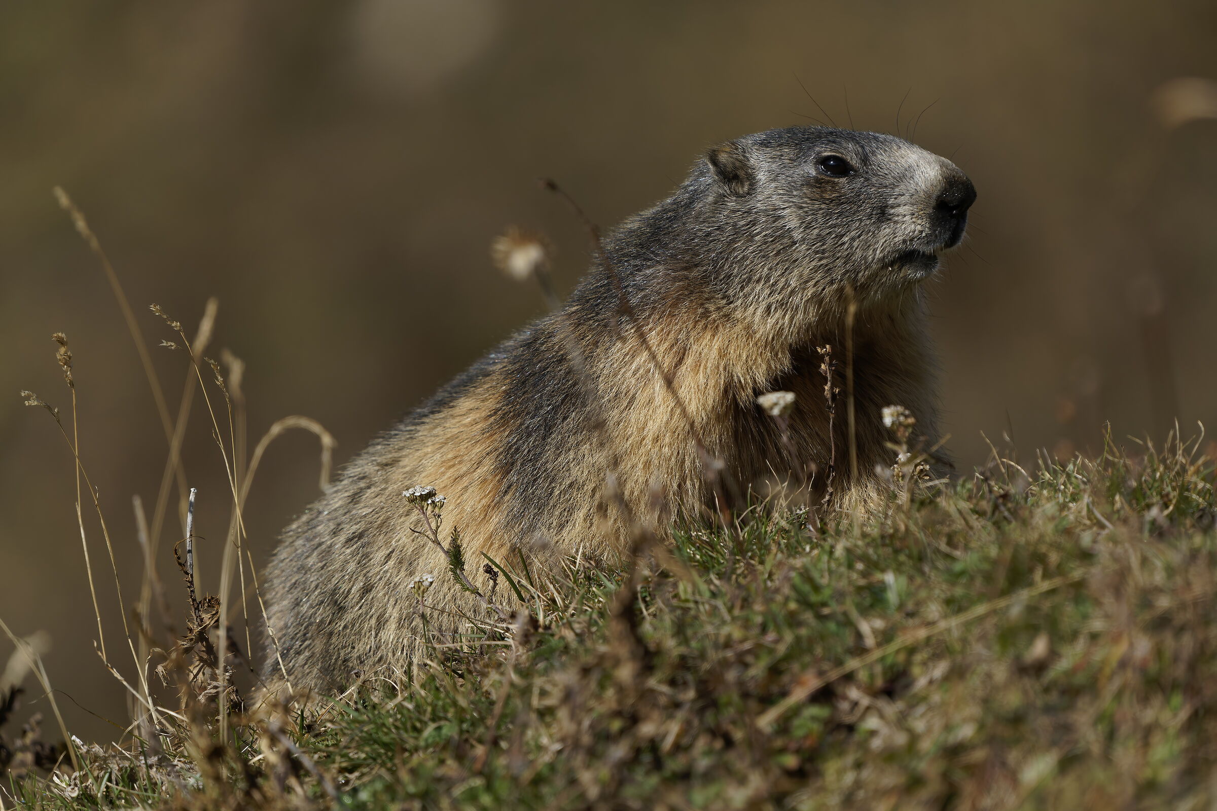 Marmotta