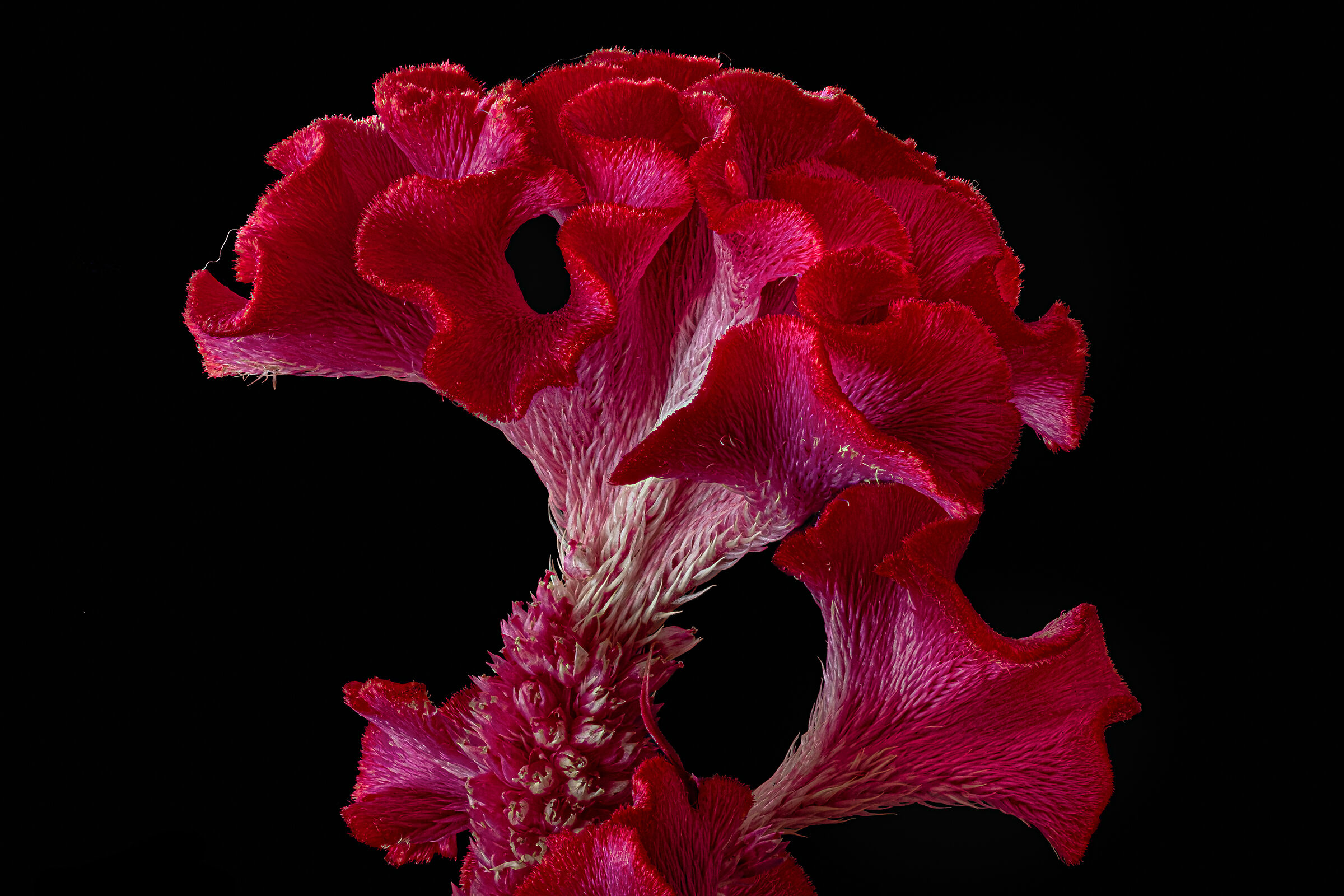 Celosia - fiore o corallo ?