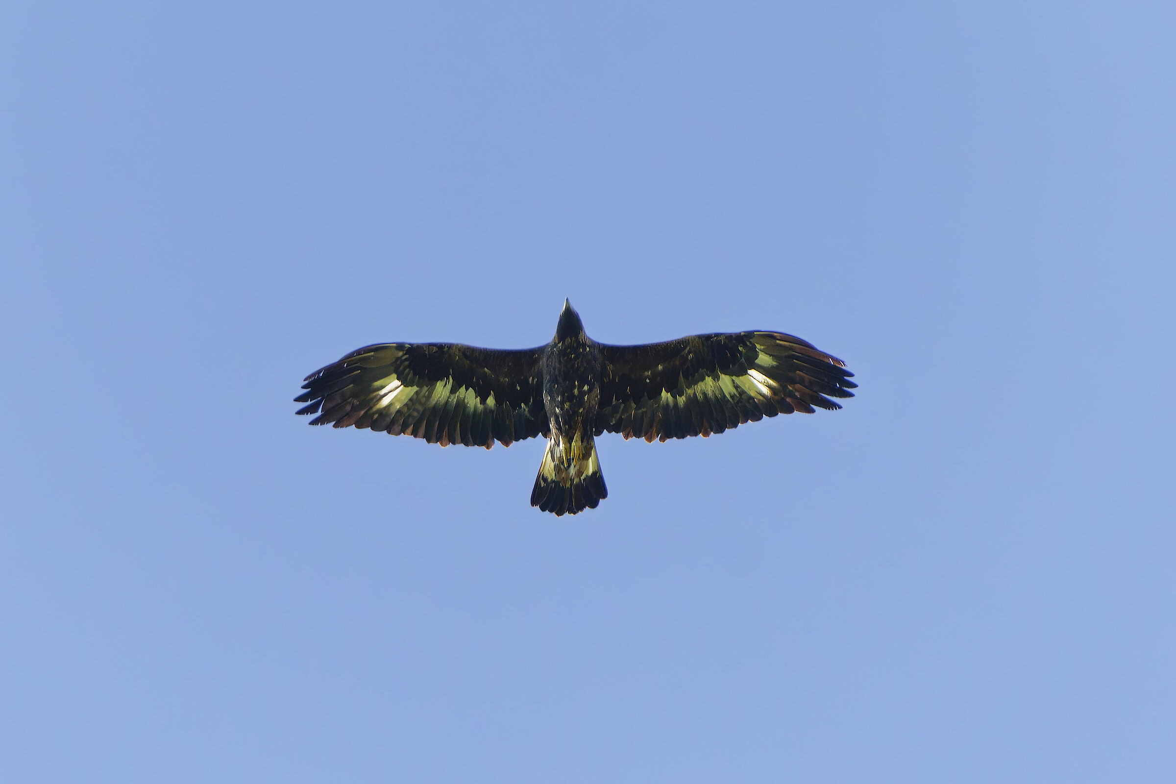 Eagle chrysaetos