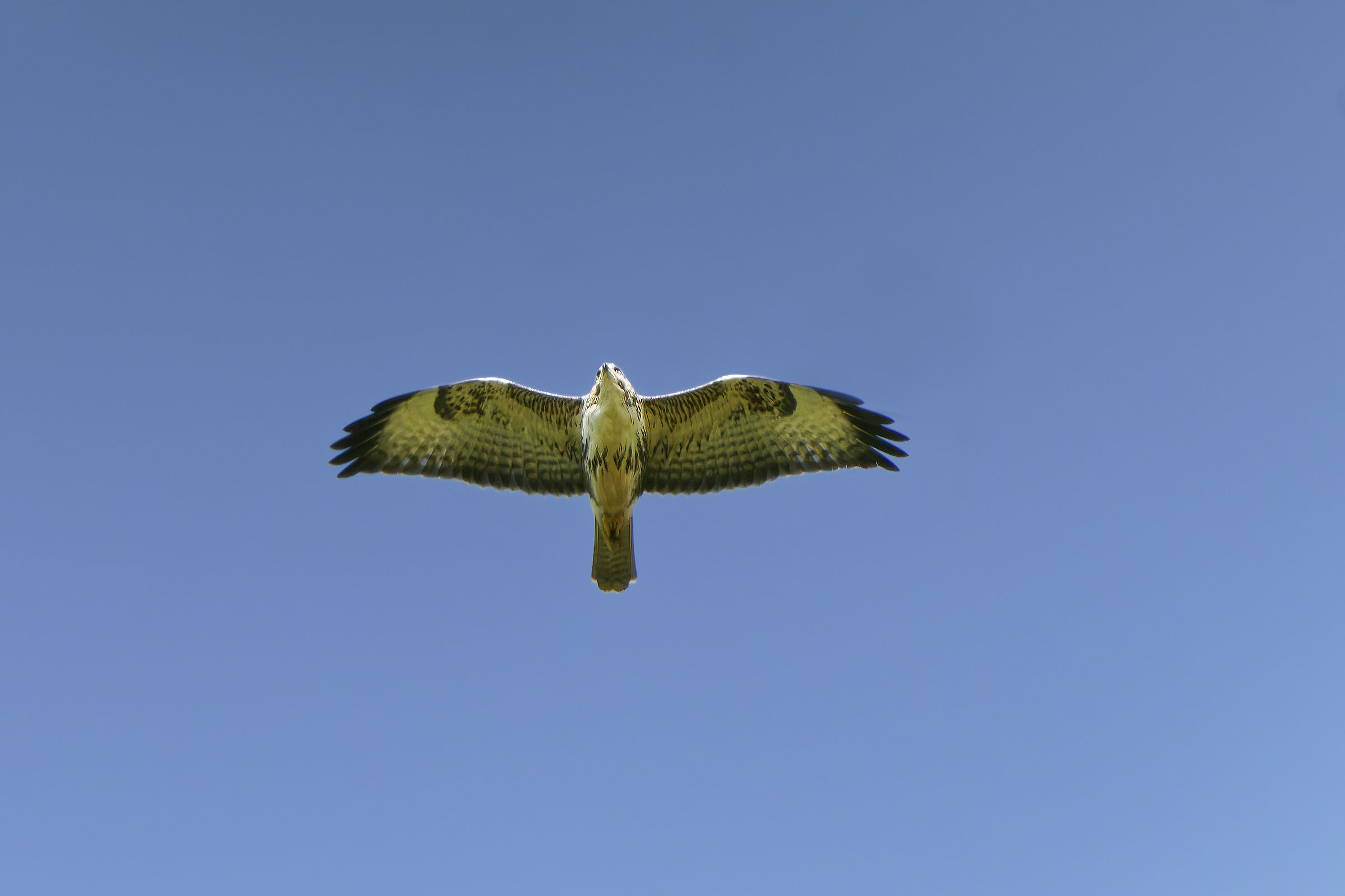 Buteo buteo