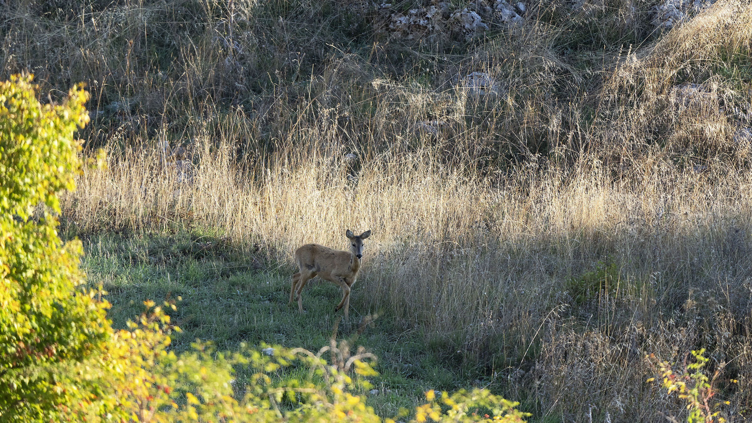 Capriolo solitario