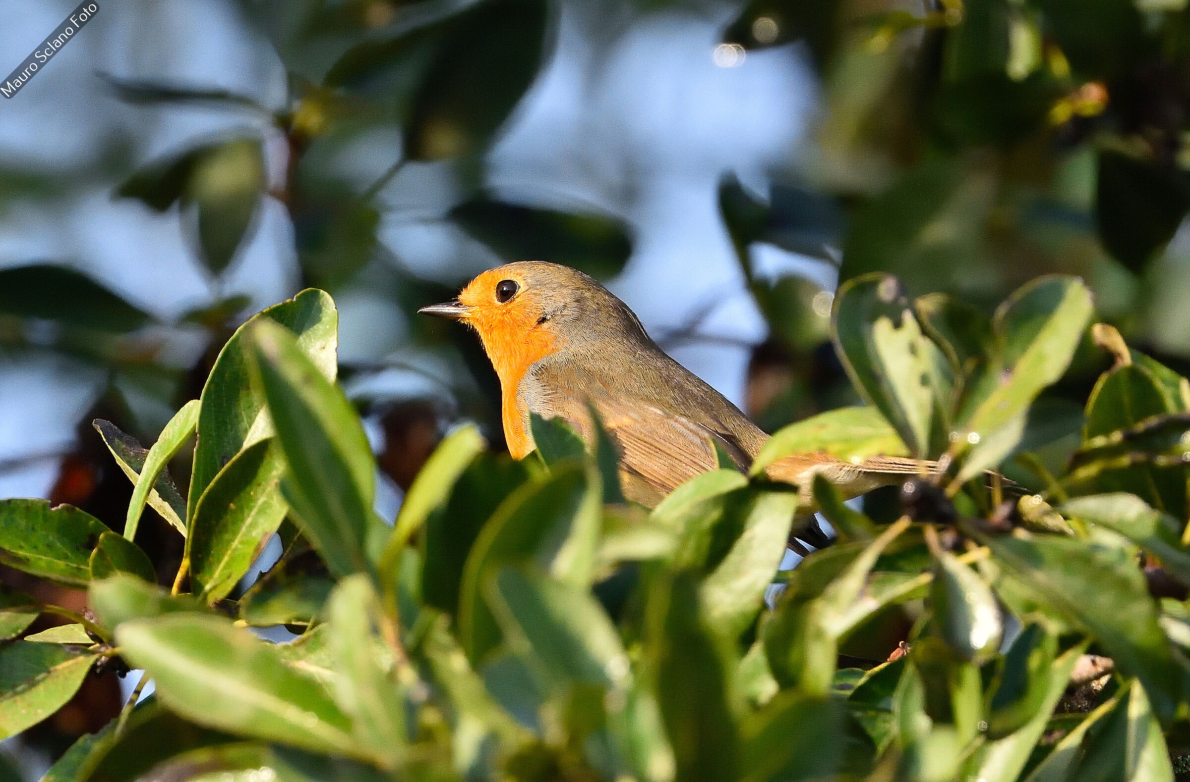 Robin