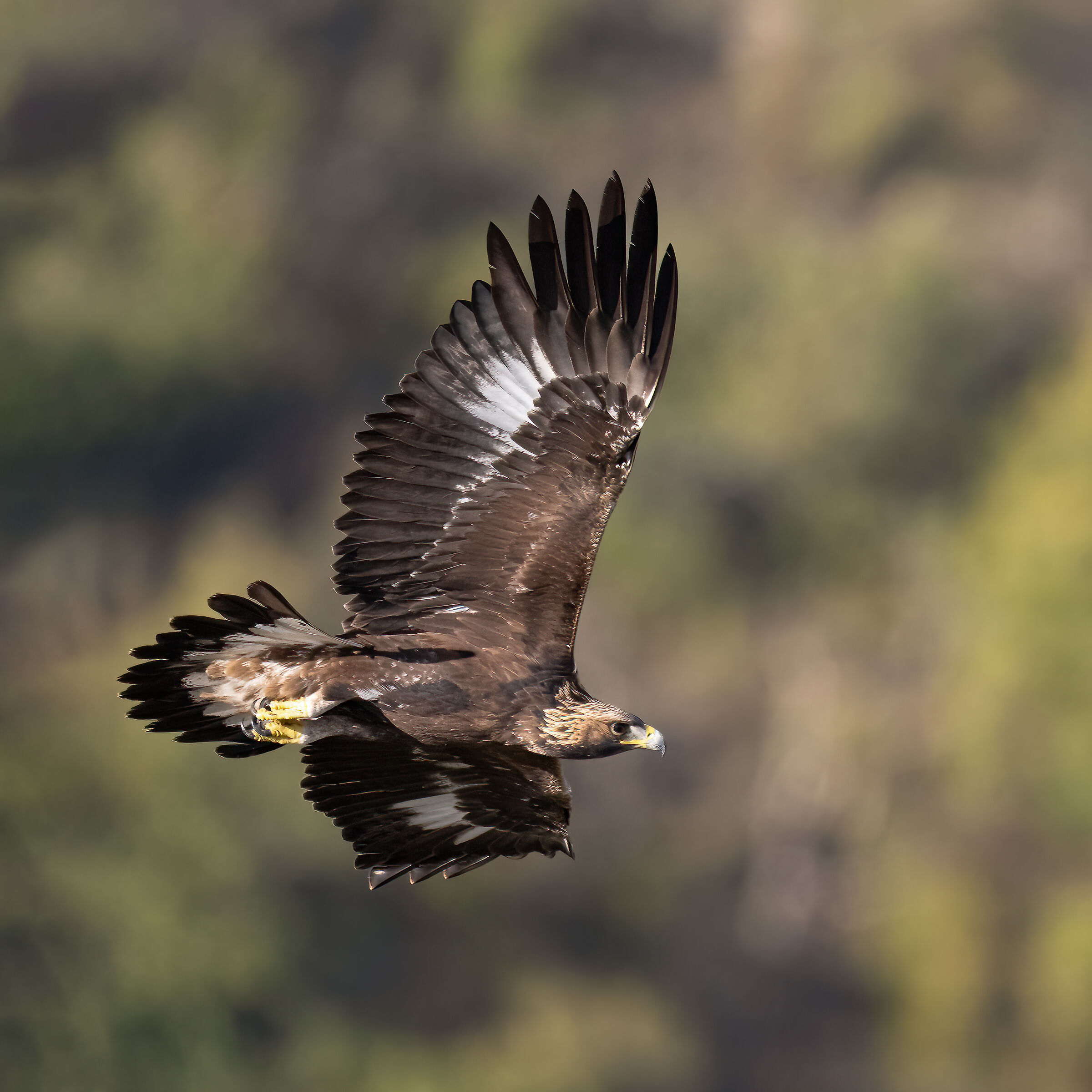 Golden eagle