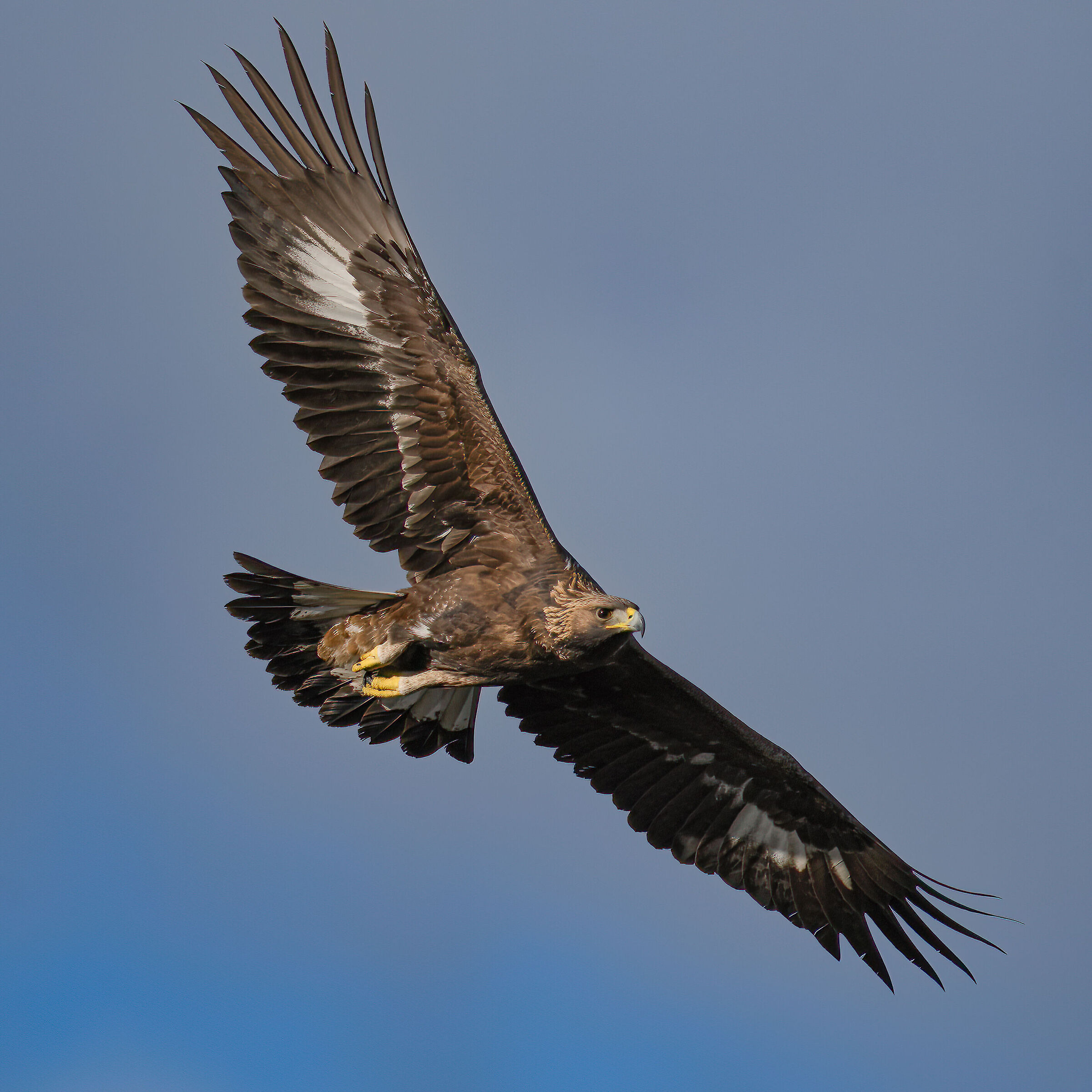 Golden eagle