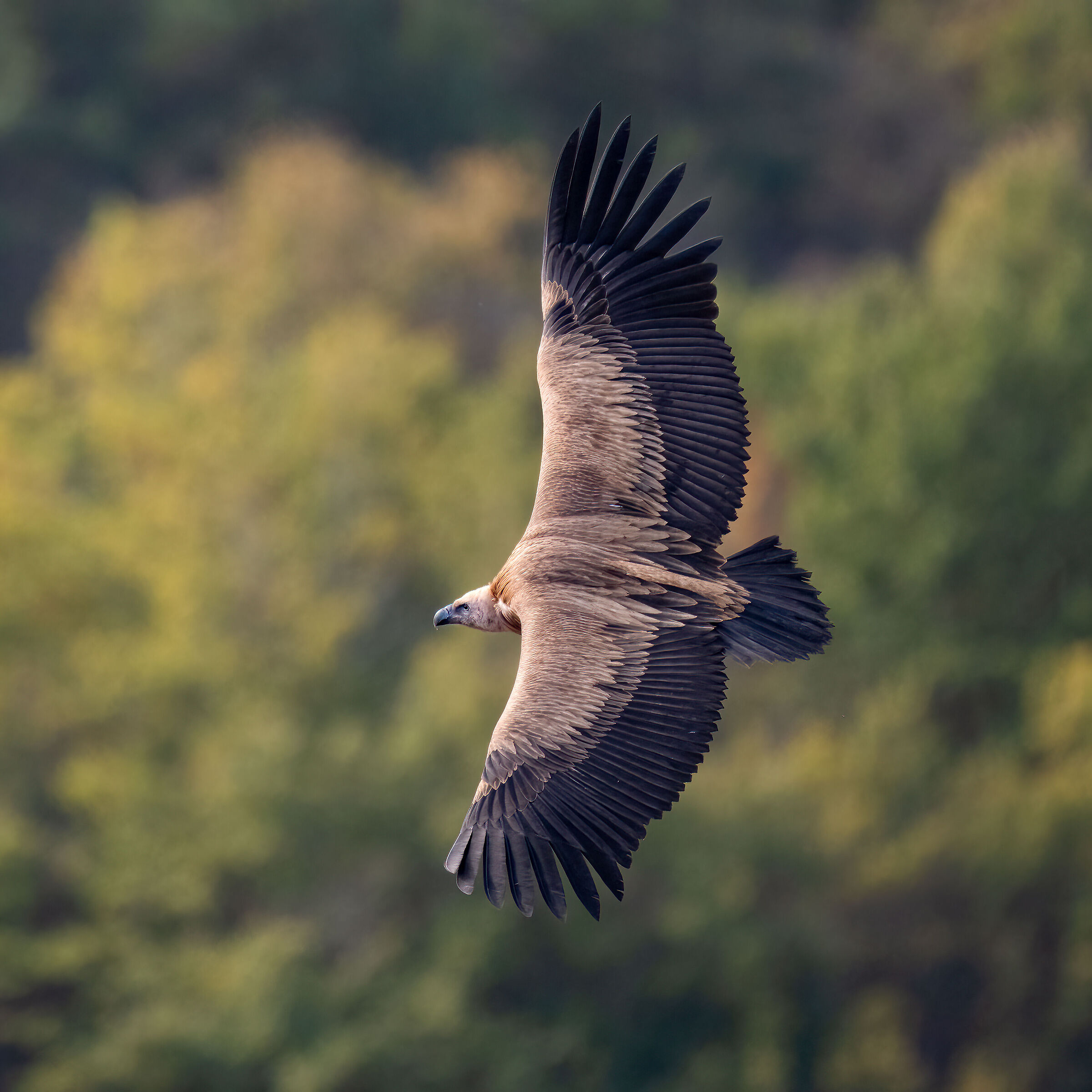Griffin - Barronies Provencal