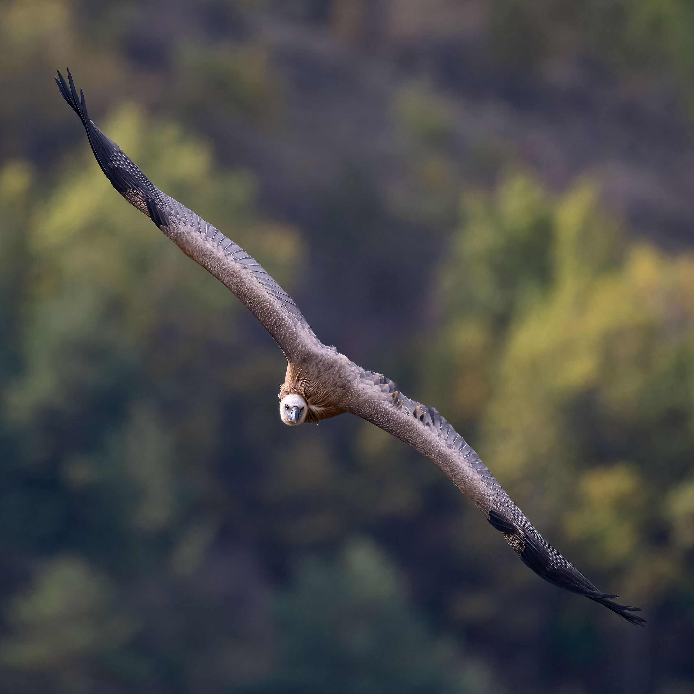 Griffin - Barronies Provencal