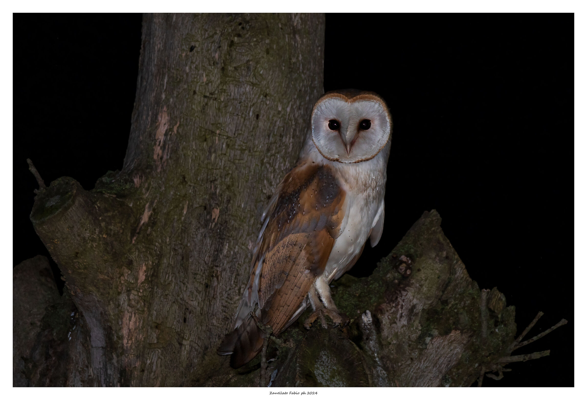 Barn Owl 2024 Po Delta
