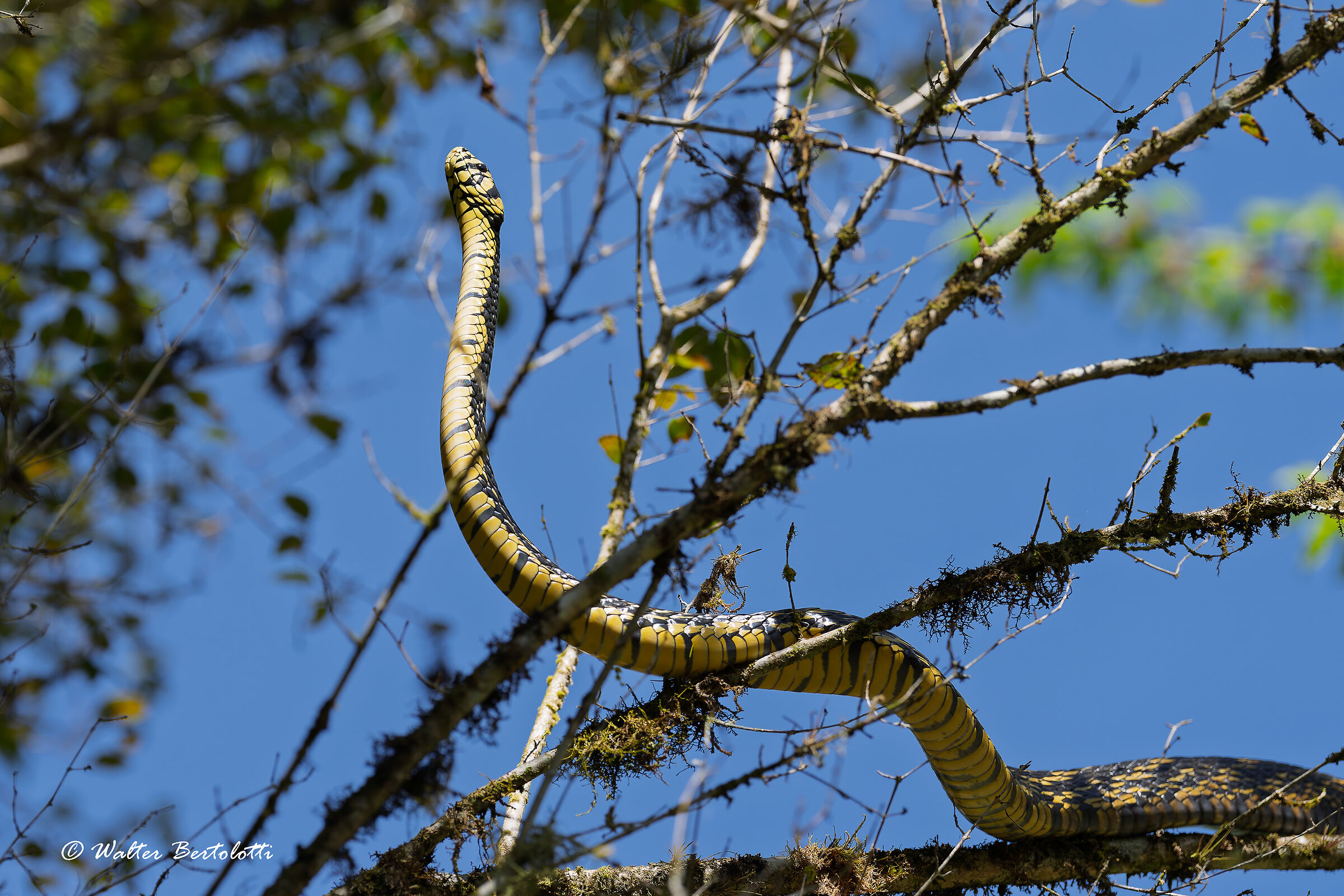 yellow rat snake