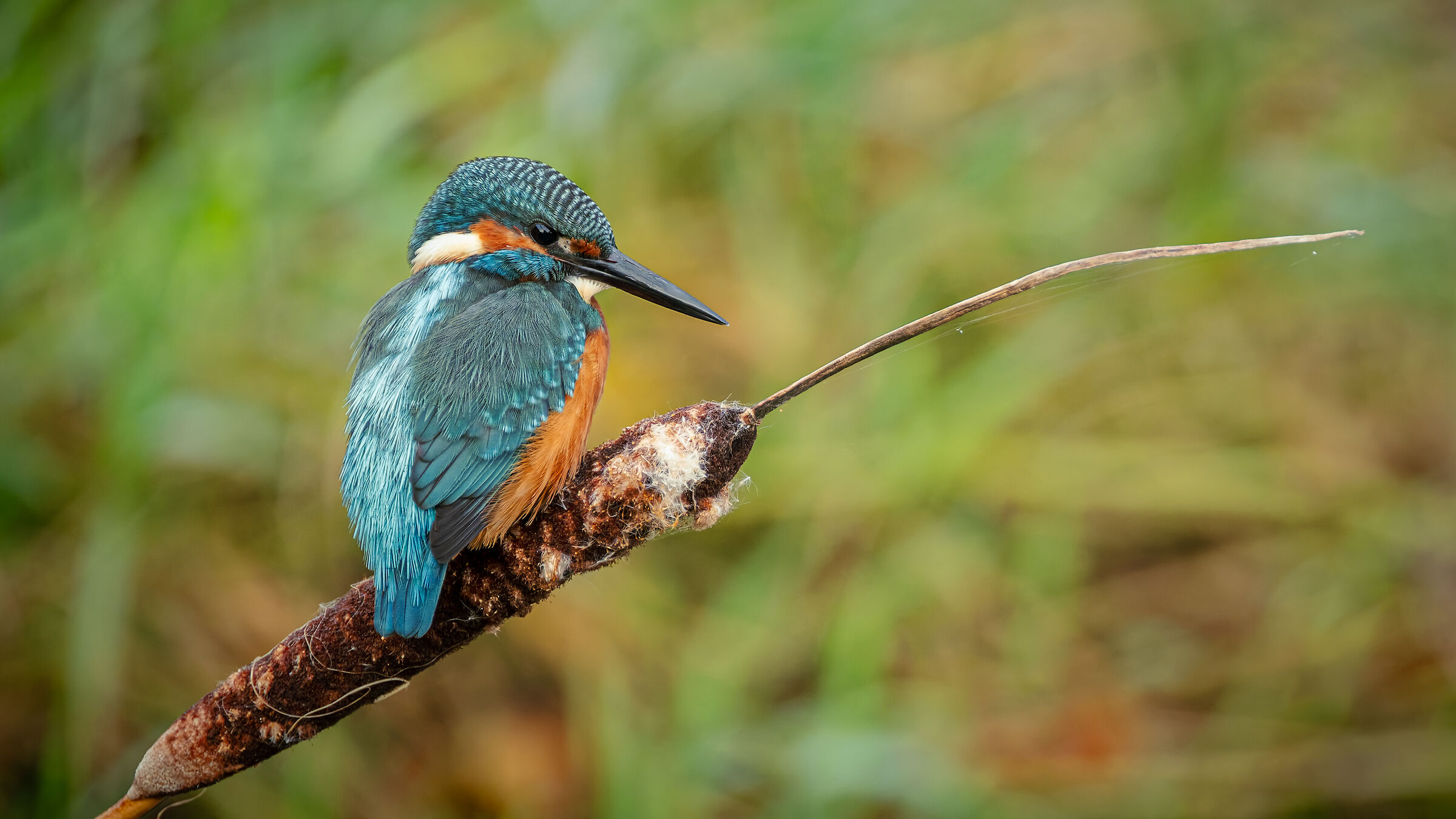 Kingfisher