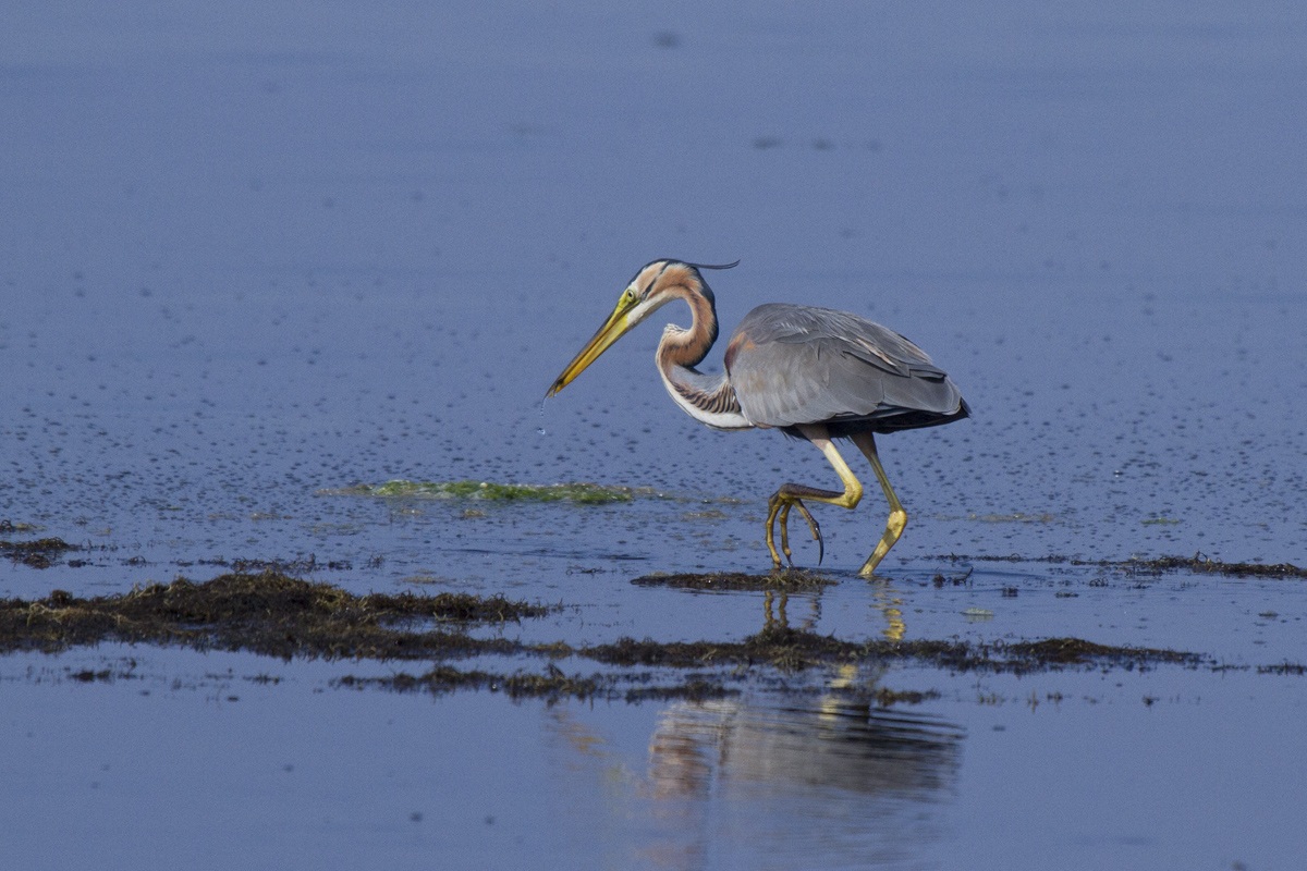 airone rosso nel delta del po