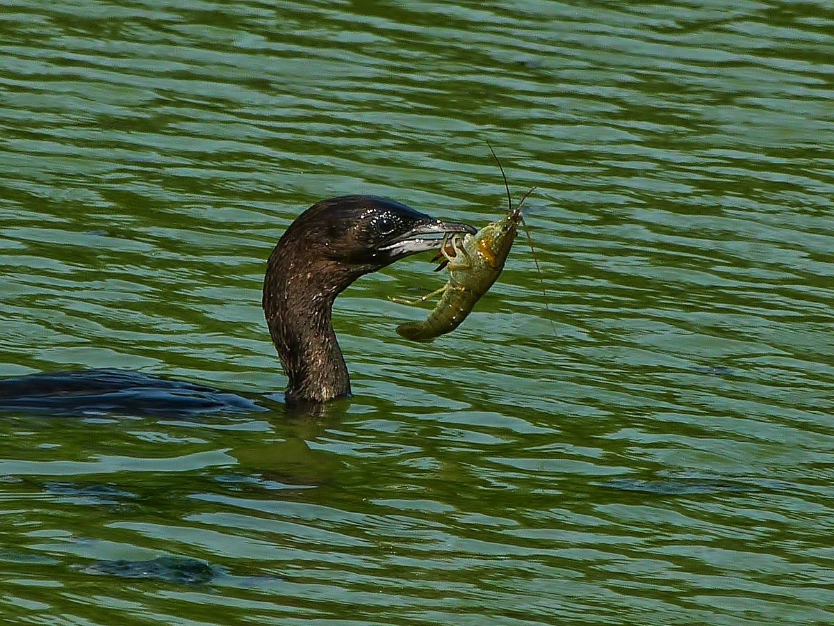 Marangone con preda...