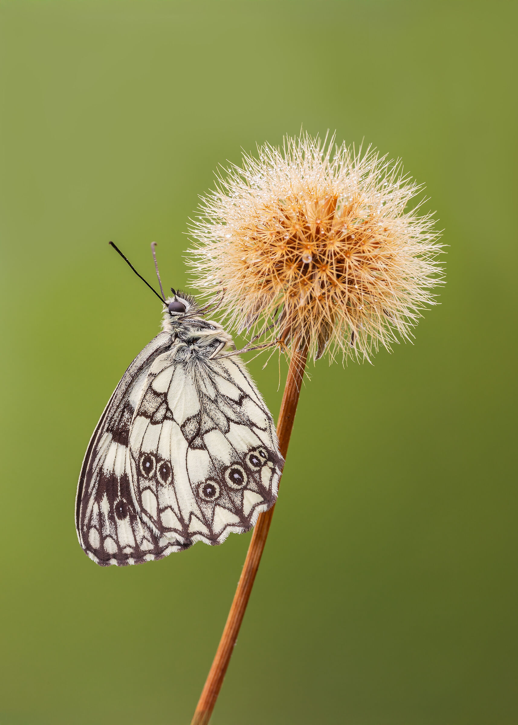 Melanargia galathea