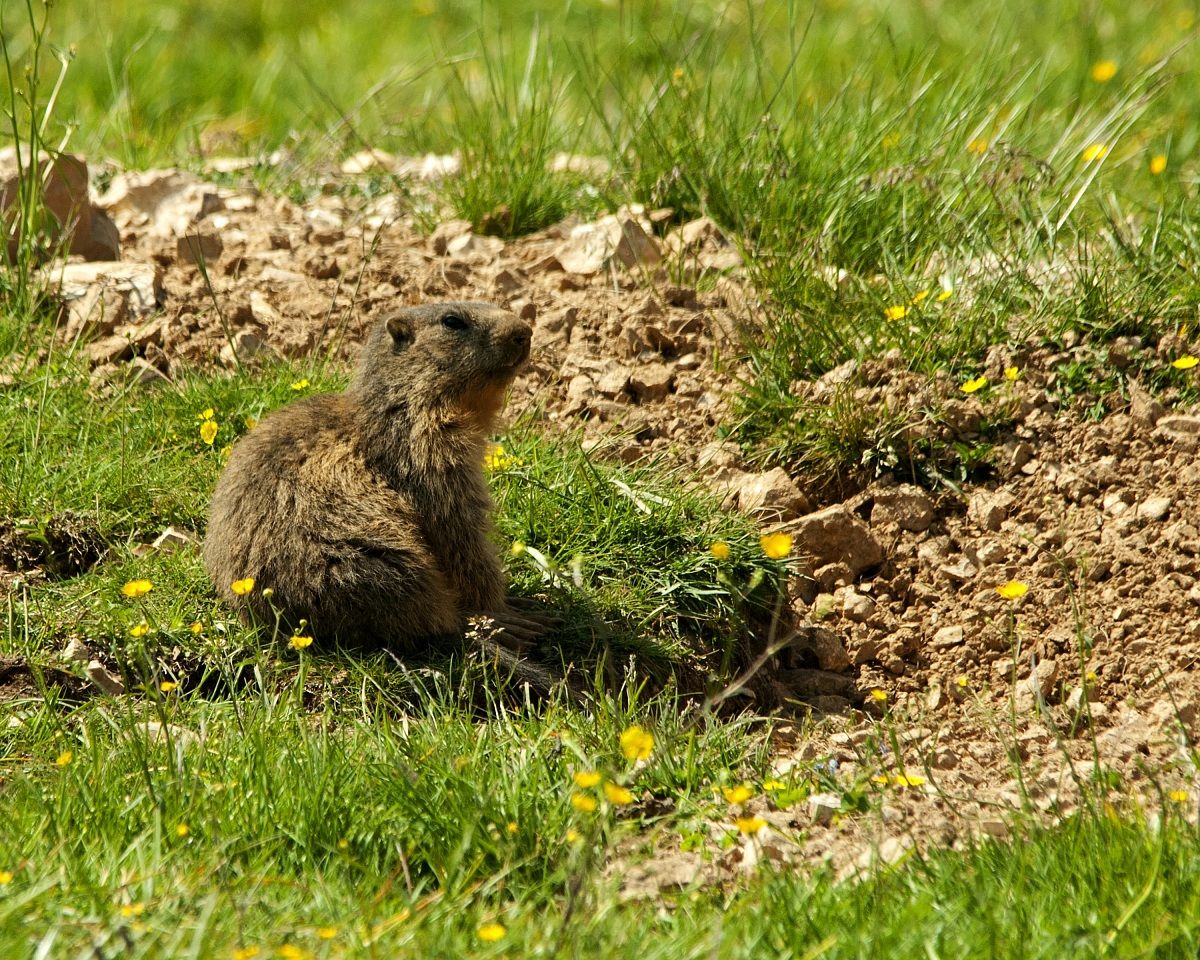 marmot