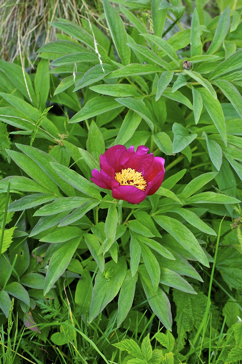 regina dei fiori di montagna!
