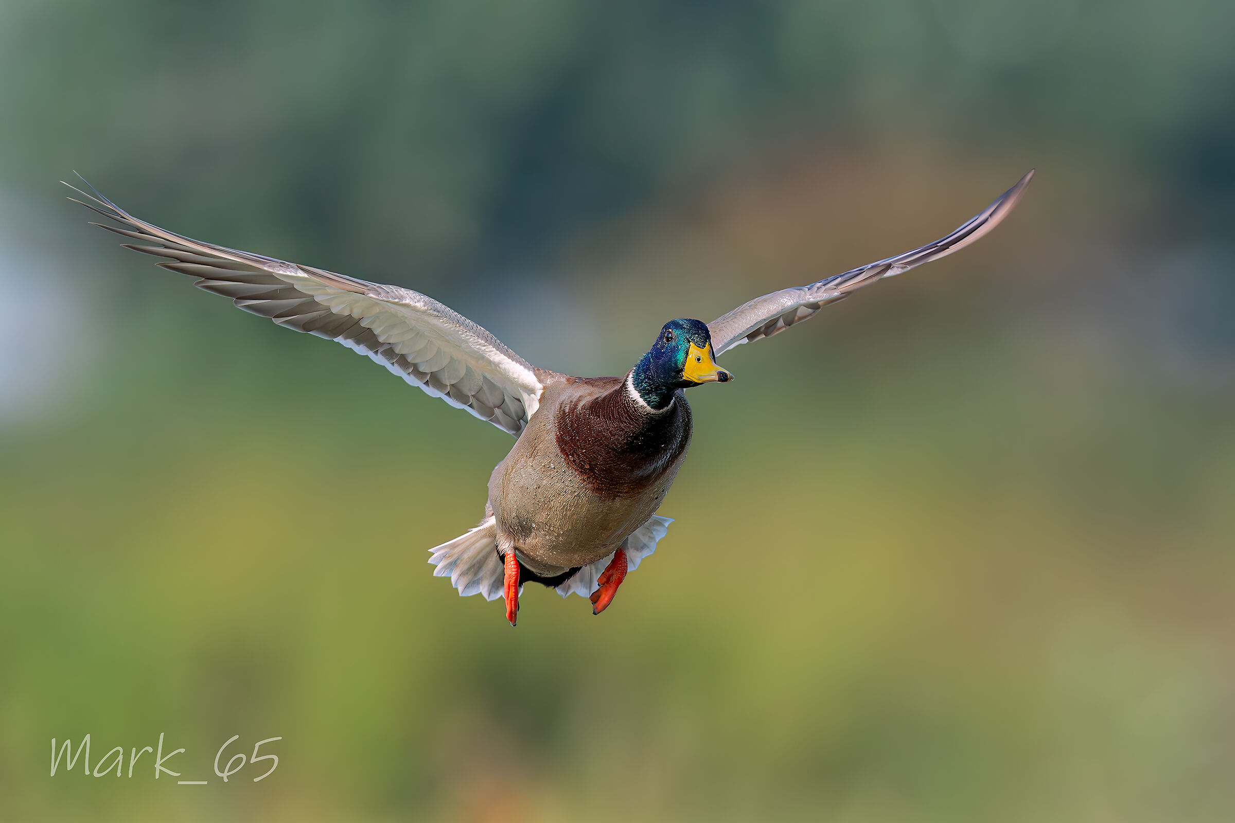 mallard