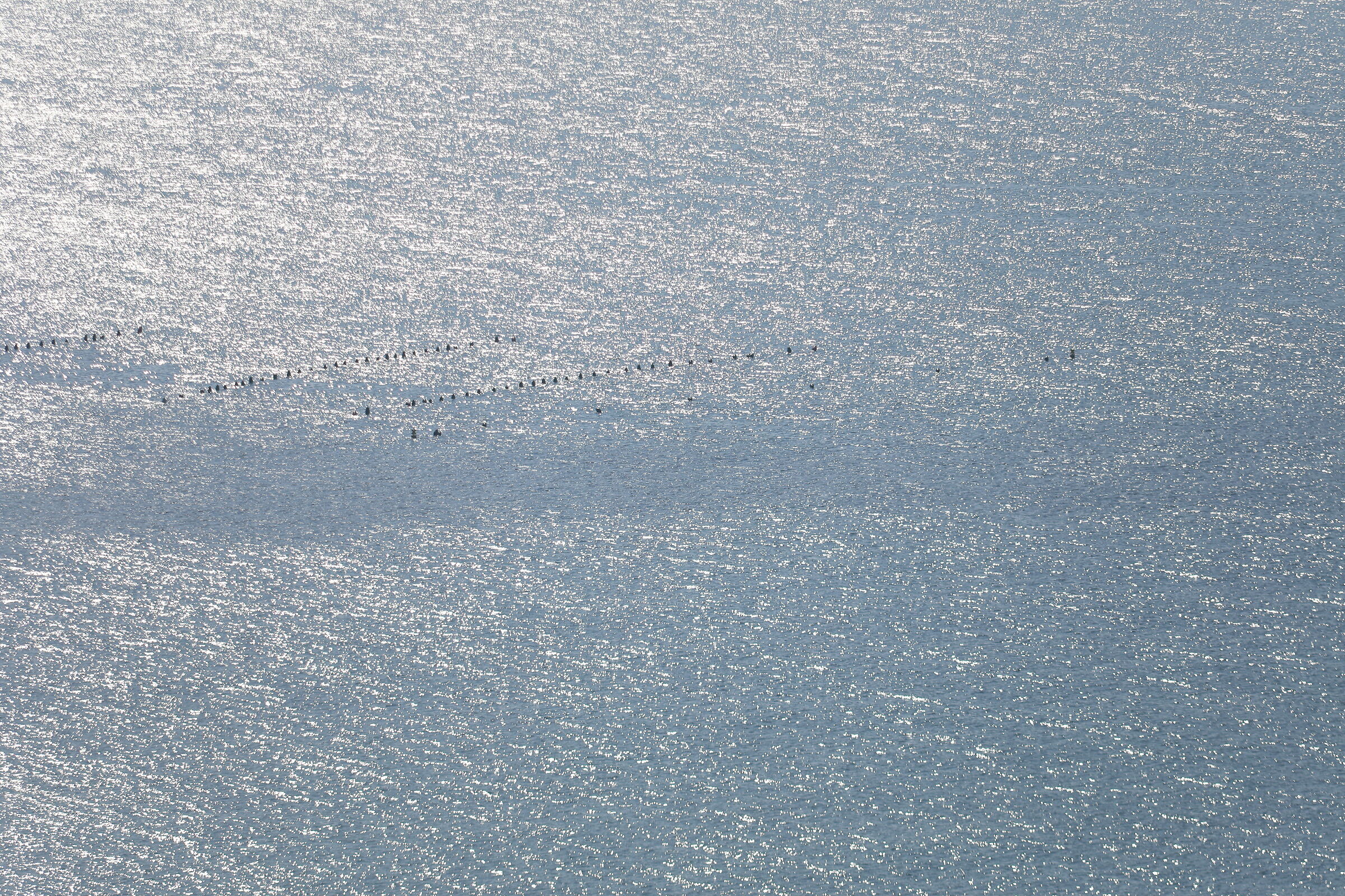 " @ 300, 1/ Mille " Canon 5 D IV, 70-300 DO IS
