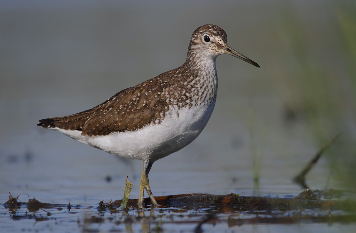 Green Sandpiper