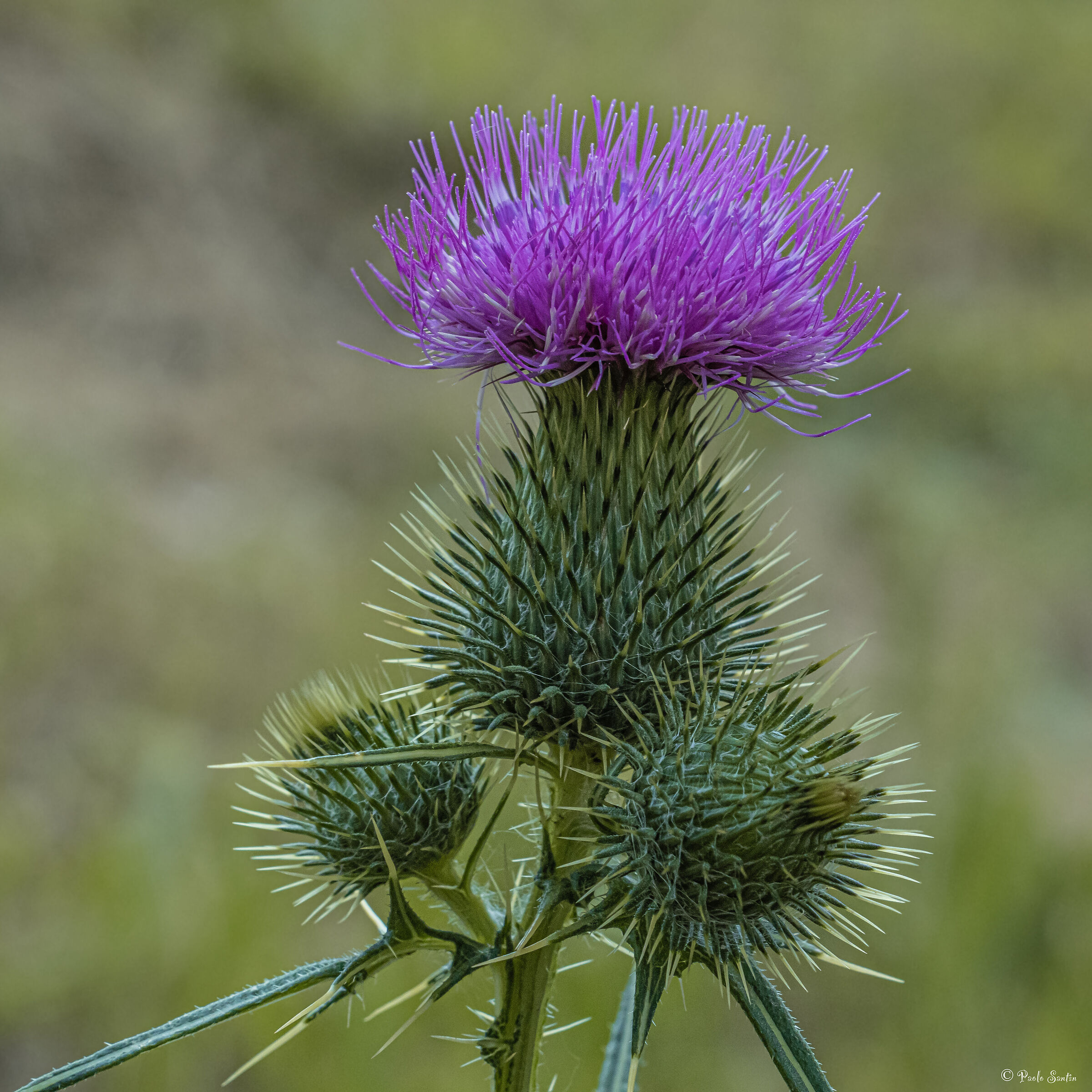 Donkey thistle