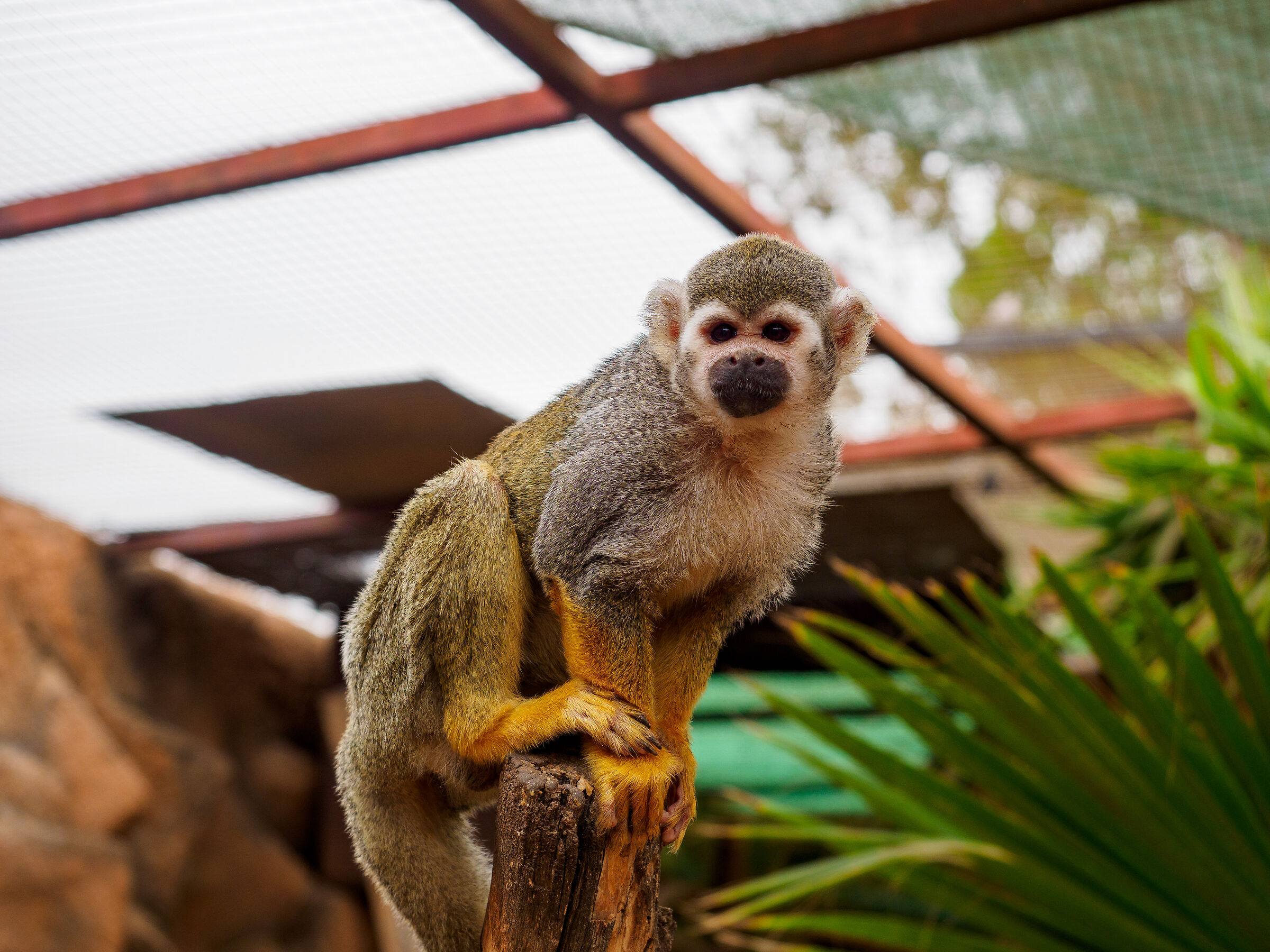 Monkey