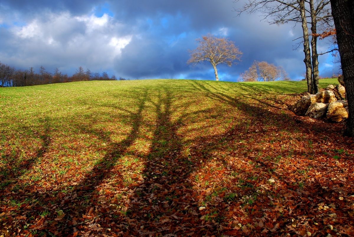 shadows on the lawn 2