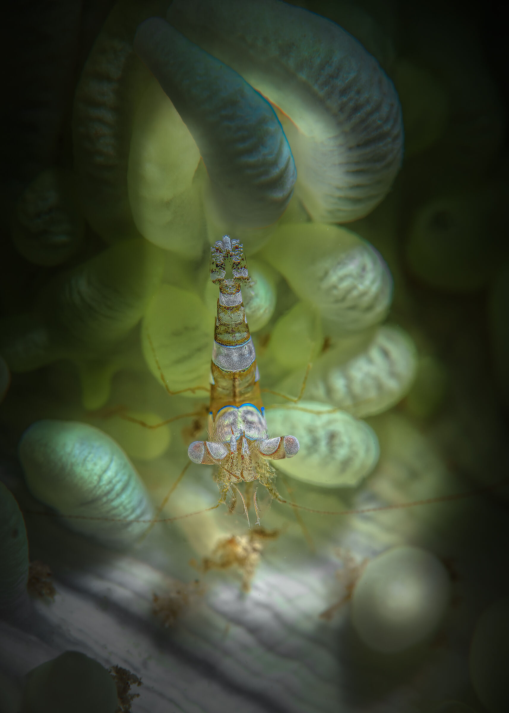 sexi shrimp Thor amboinensis PNG , tufi resort